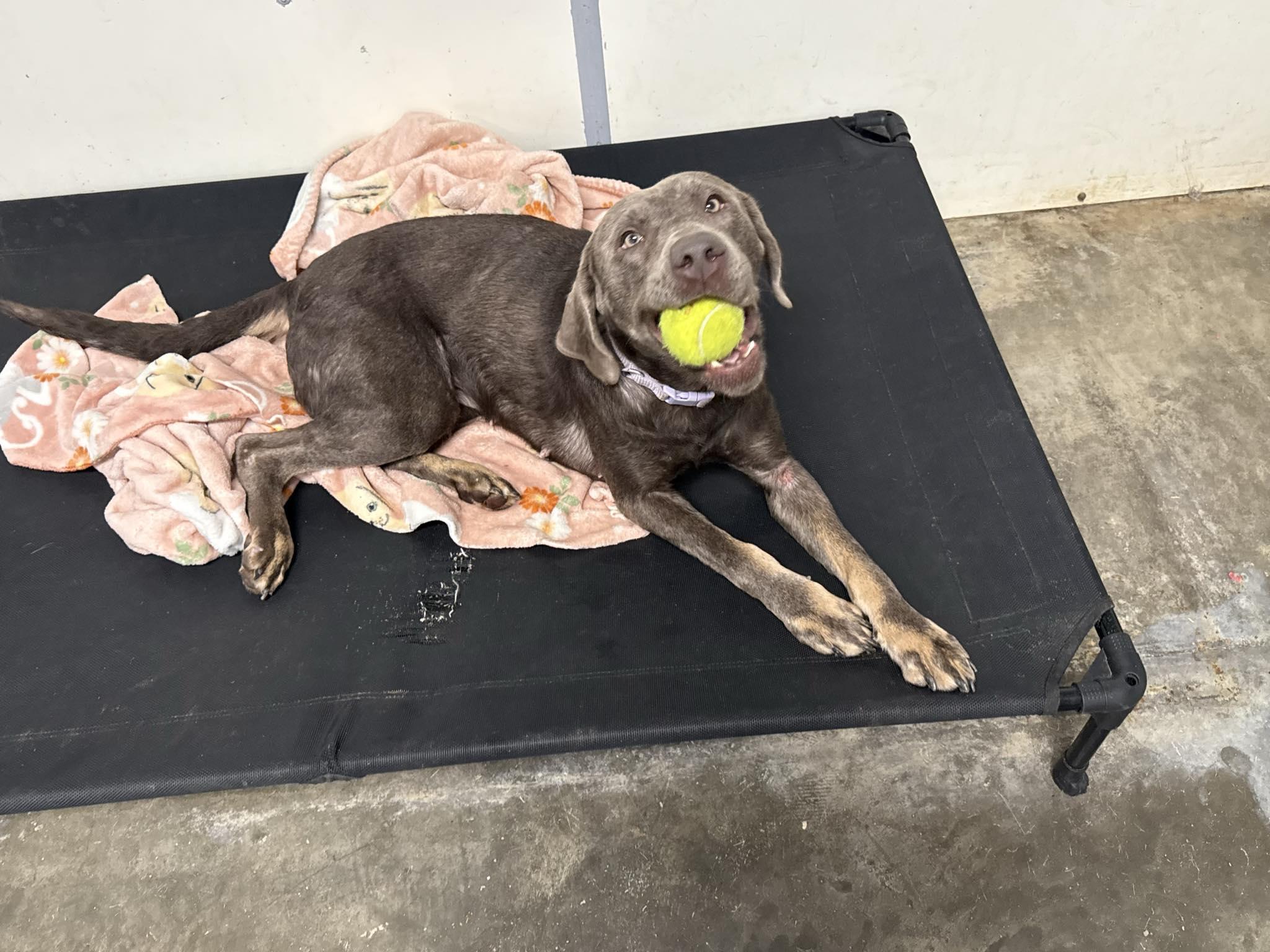 Enlarge Eleven, an adopted mixed breed in Indianapolis, IN image 5/5