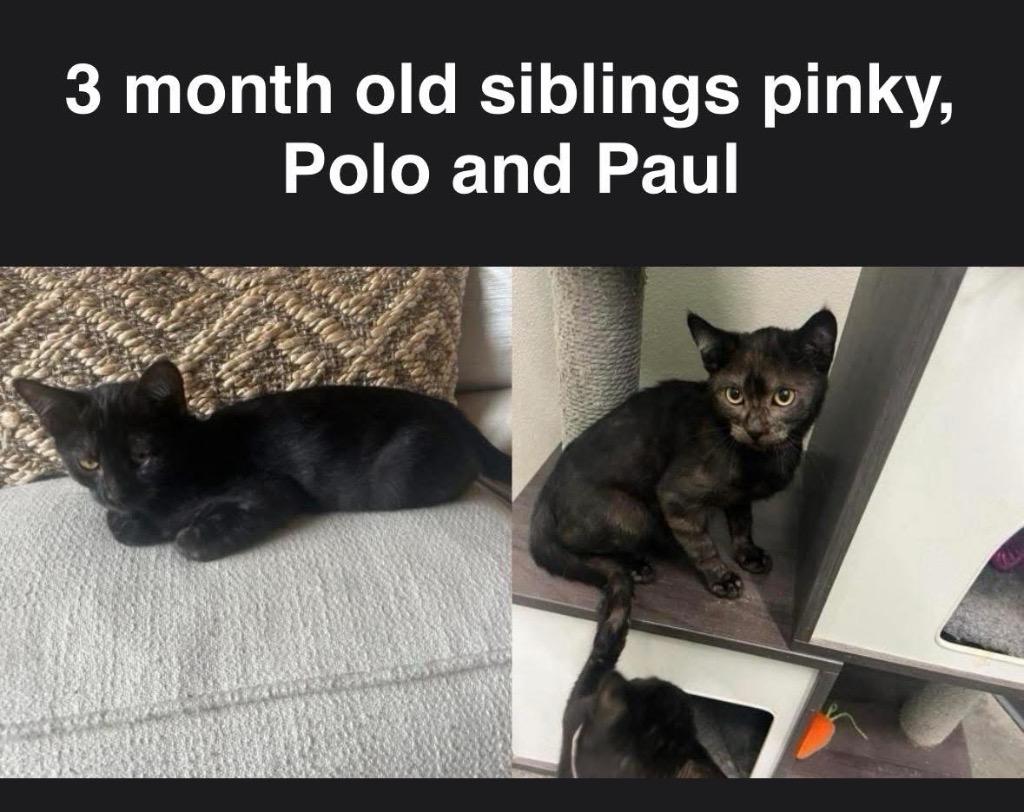Enlarge Paul, a Adoptable mixed breed in Mustang, OK image 1/1
