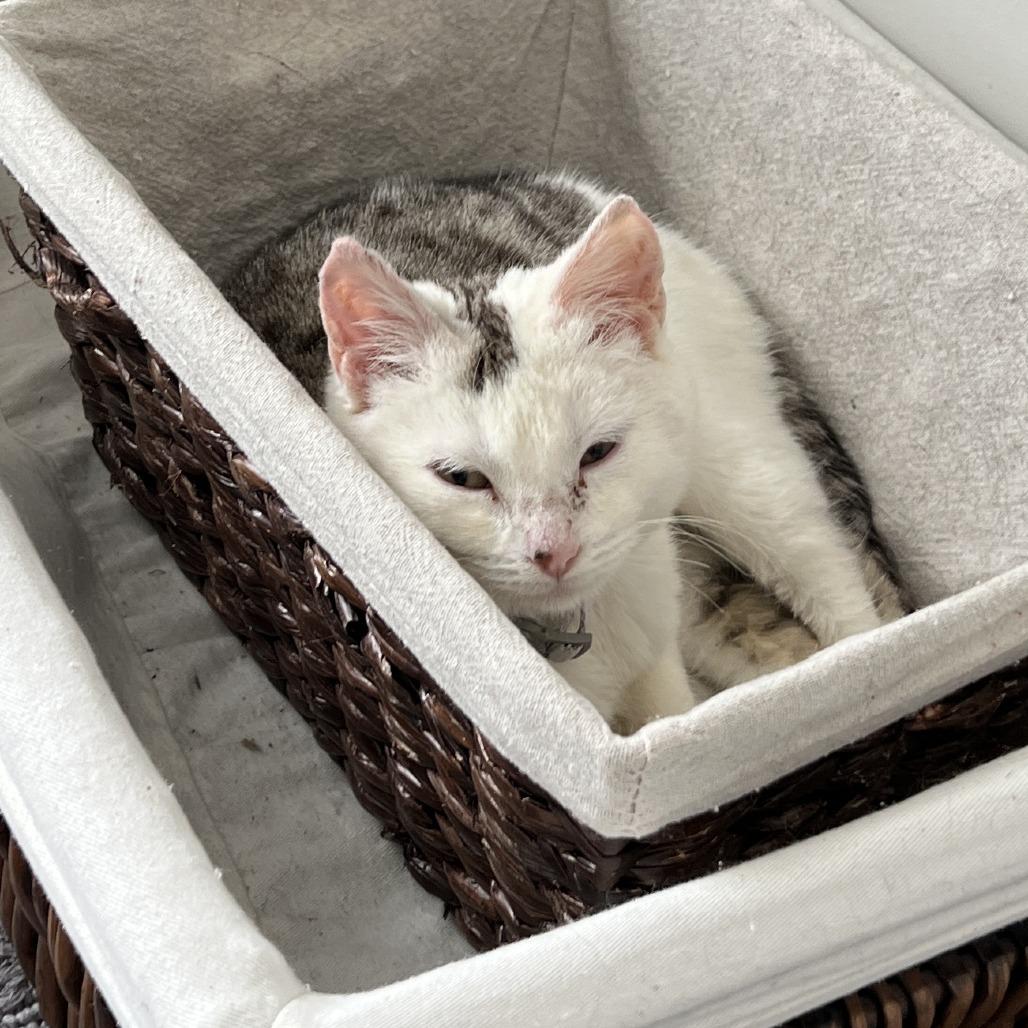 Bindi, Adoptable, Young Male Domestic Short Hair.