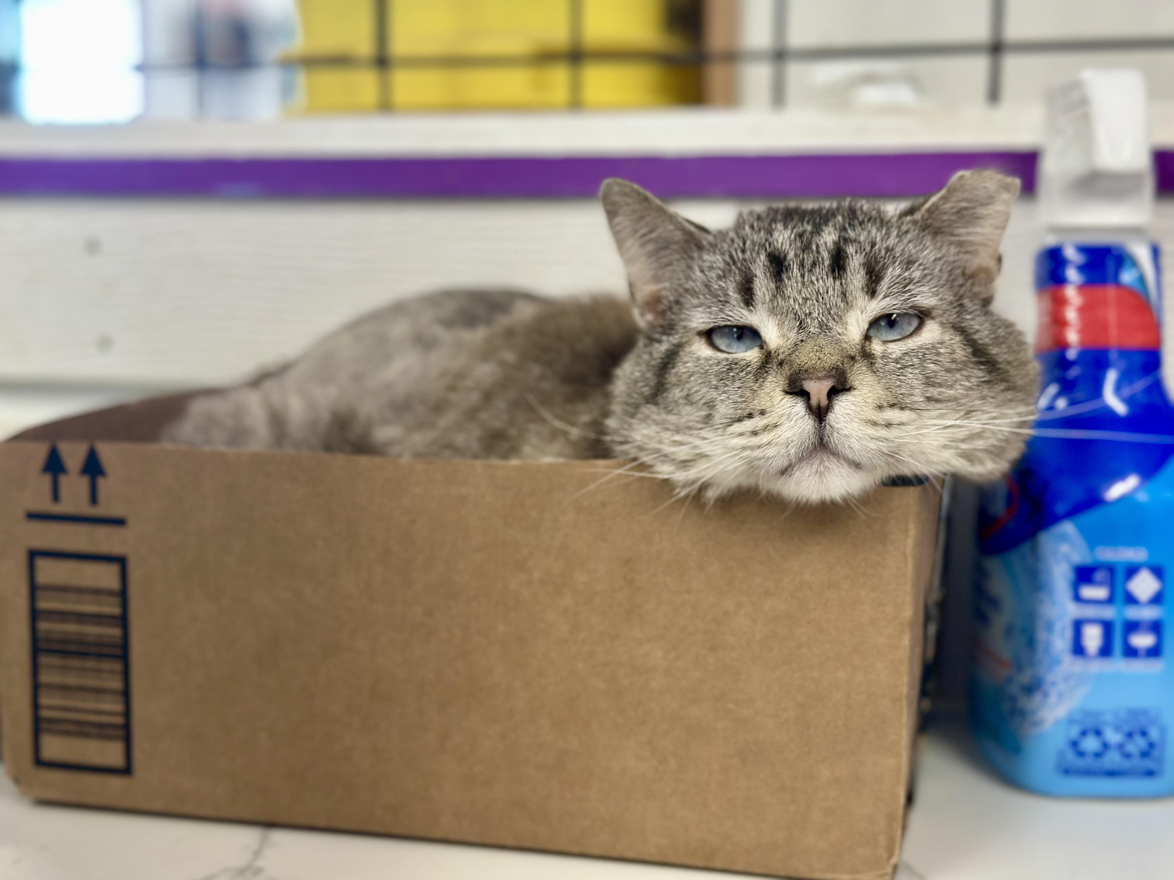 Stewart, a ADOPTABLE Domestic Short Hair in Faribault, MN image 3/5
