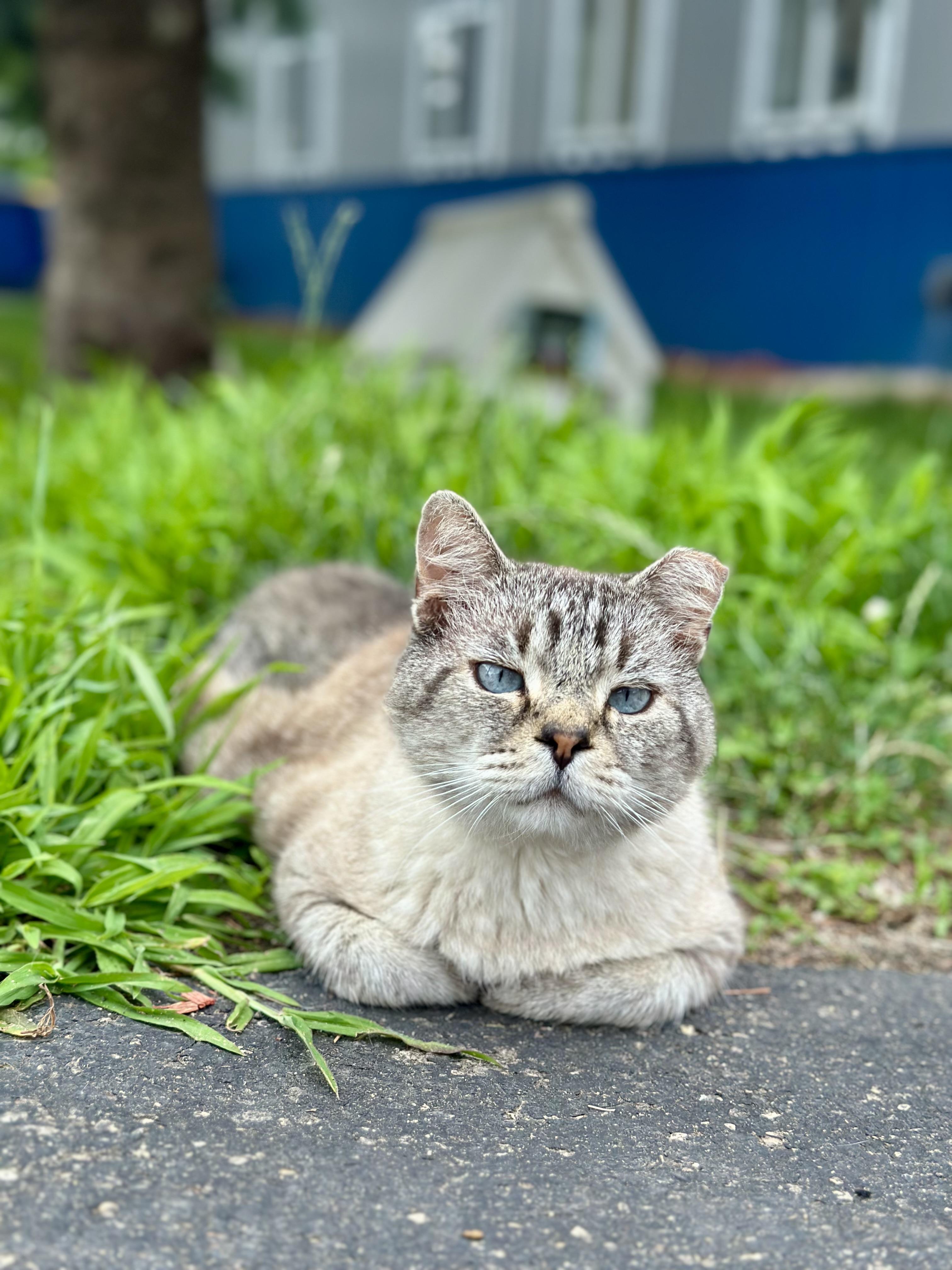 Stewart, a ADOPTABLE Domestic Short Hair in Faribault, MN image 5/5