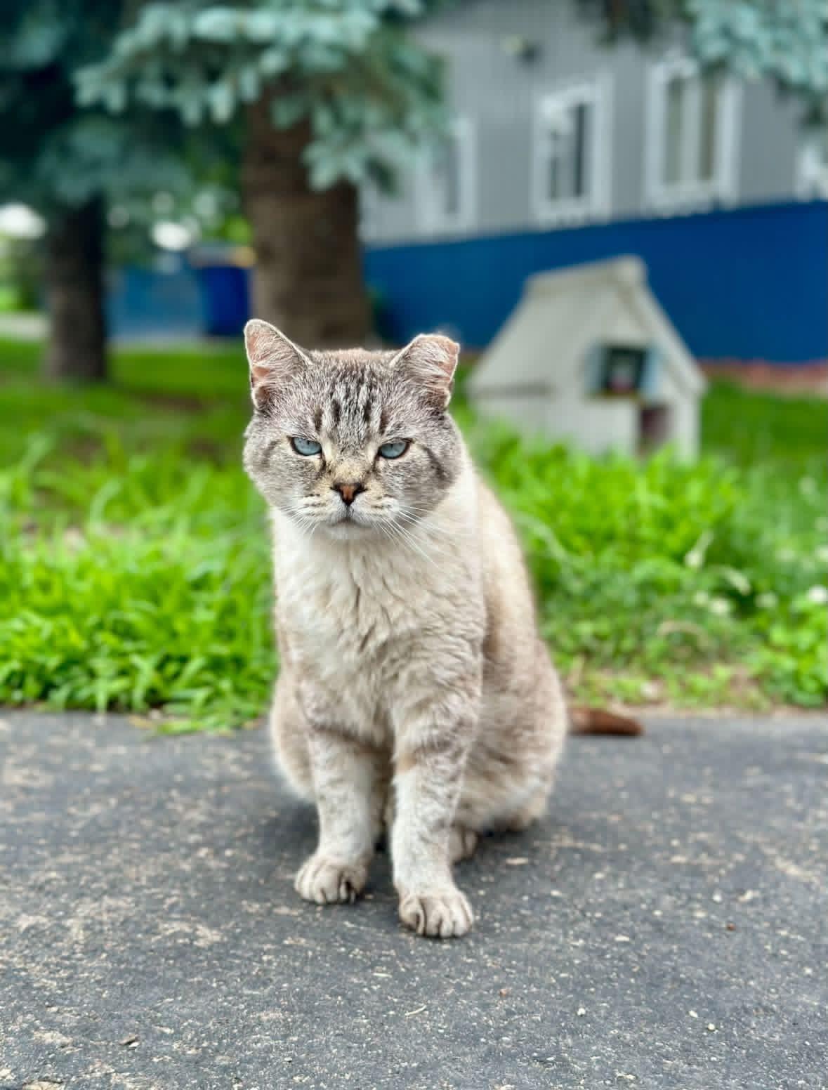 Stewart, a ADOPTABLE Domestic Short Hair in Faribault, MN image 2/5