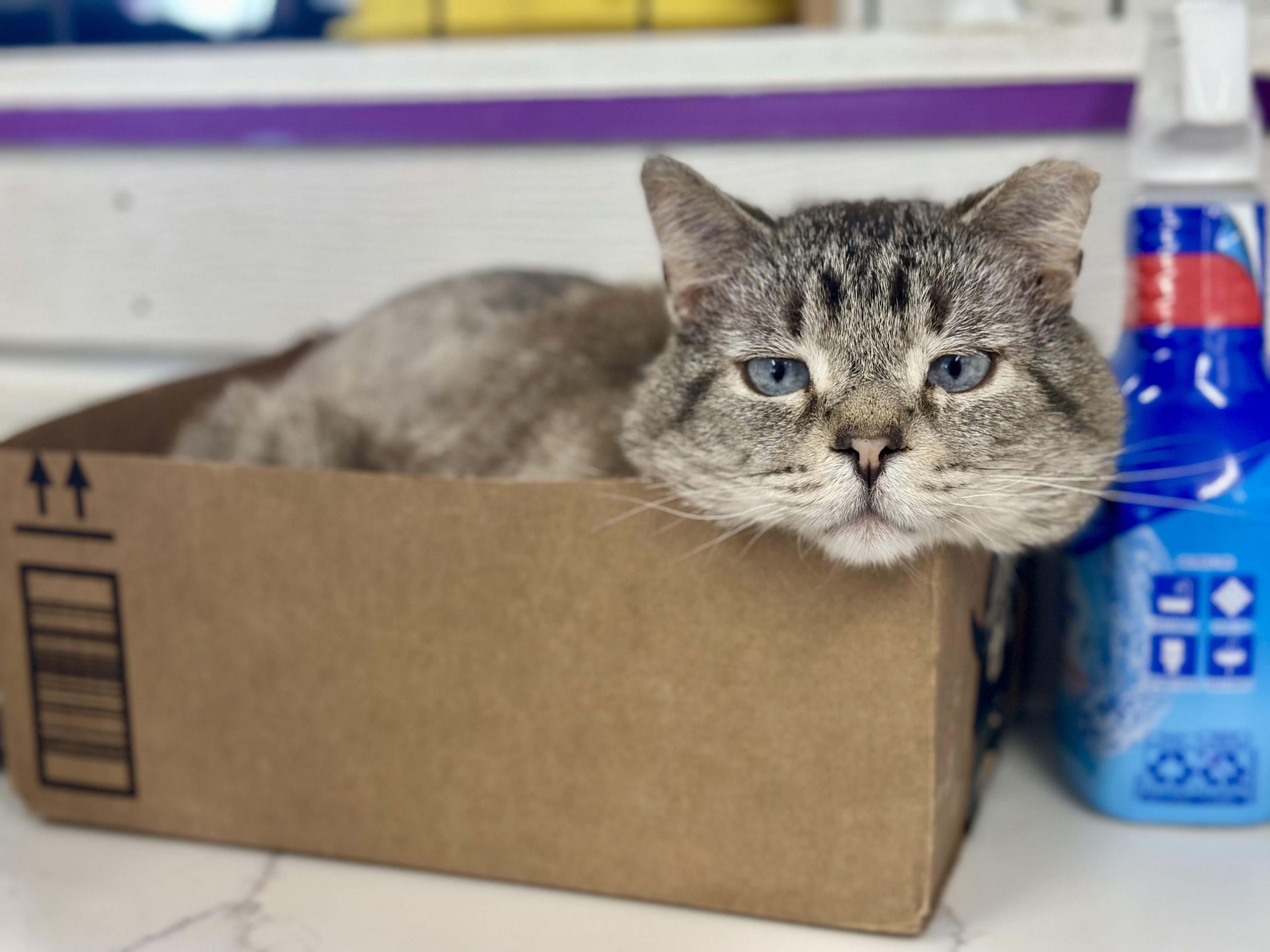 Stewart, a ADOPTABLE Domestic Short Hair in Faribault, MN image 4/5