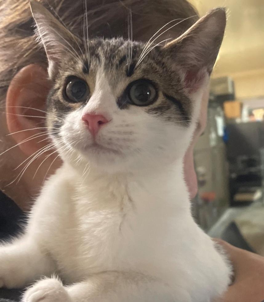 K-4 Bunnie, adopted, Young Female Domestic Short Hair.