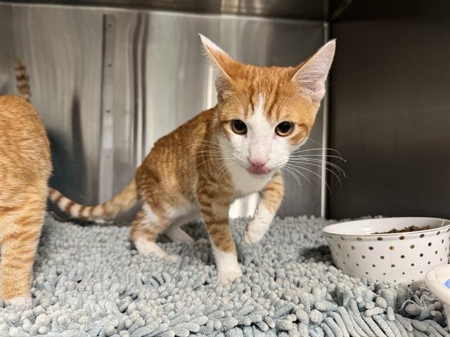 Enlarge MANDARIN, a Adoptable Domestic Short Hair in Santa Monica, CA image 1/1