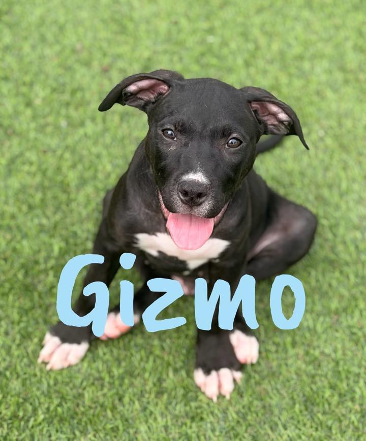 Enlarge Gizmo, a ADOPTABLE mixed breed in Wilmington, IL image 4/4
