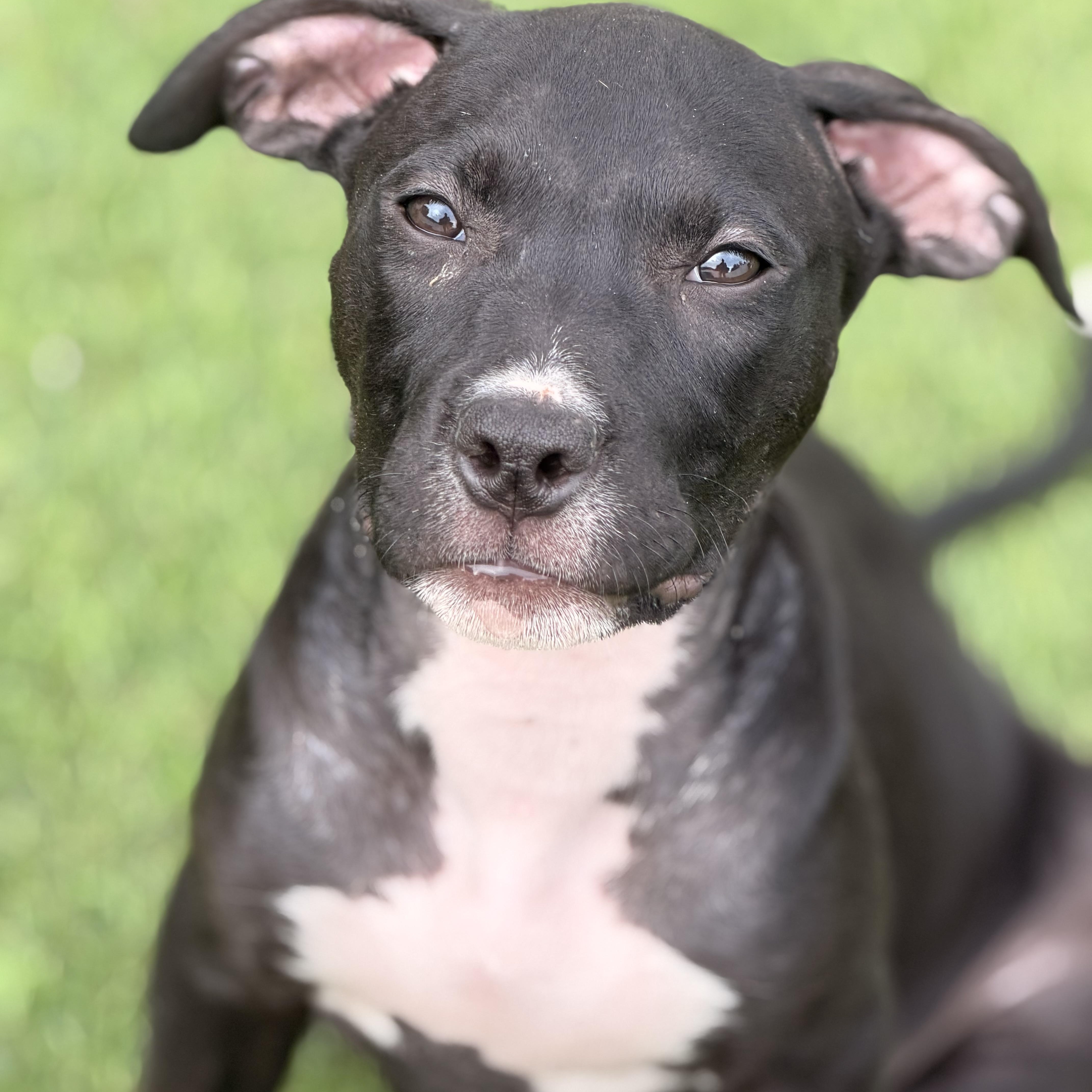 Gizmo, ADOPTABLE, Puppy Male Pit Bull Terrier.