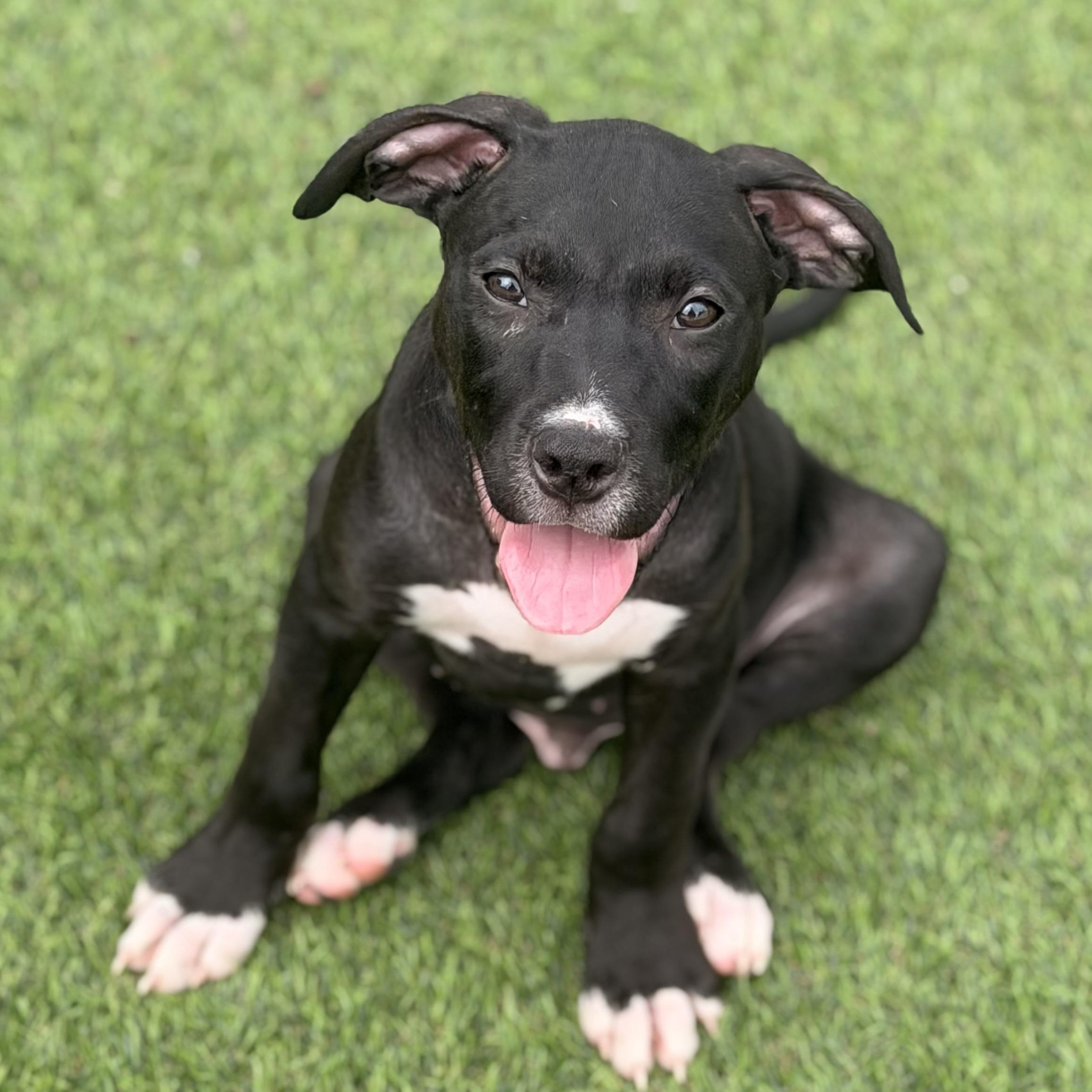 Enlarge Gizmo, a ADOPTABLE mixed breed in Wilmington, IL image 3/4