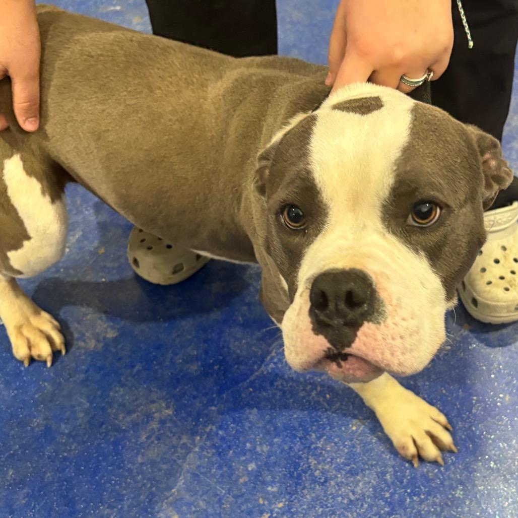 Smoke Daddy, adopted, Adult Male American Bully.