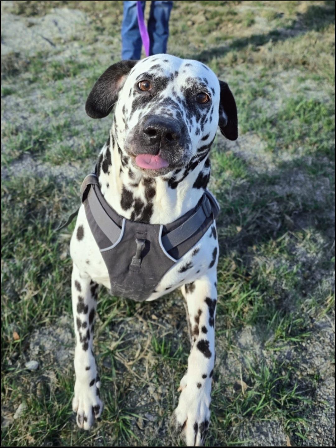 Lulu, ADOPTABLE, Adult Female Dalmatian.