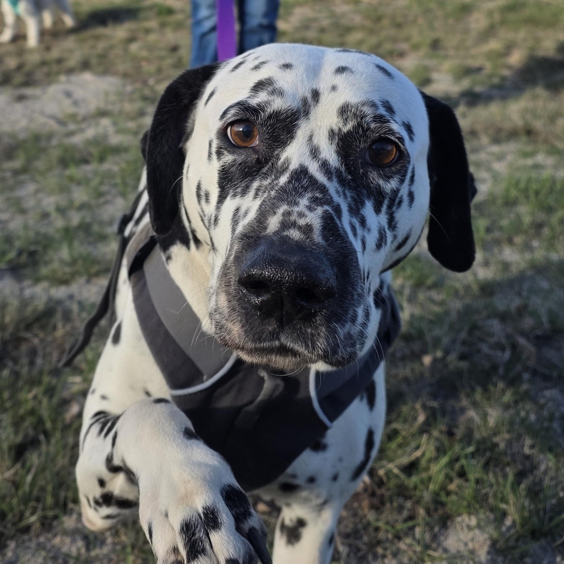 Enlarge Lulu, a ADOPTABLE Dalmatian in Jackson, WY image 2/2