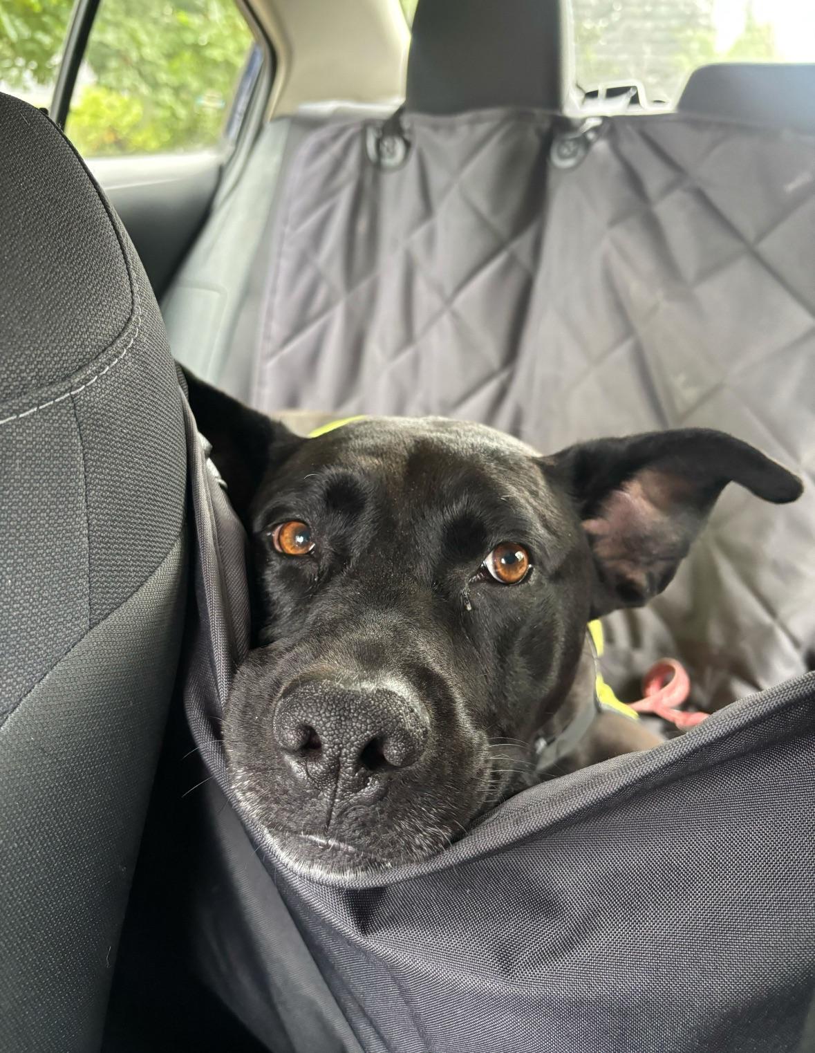 Enlarge Buddy, a Adoptable mixed breed in Portland, OR image 3/6