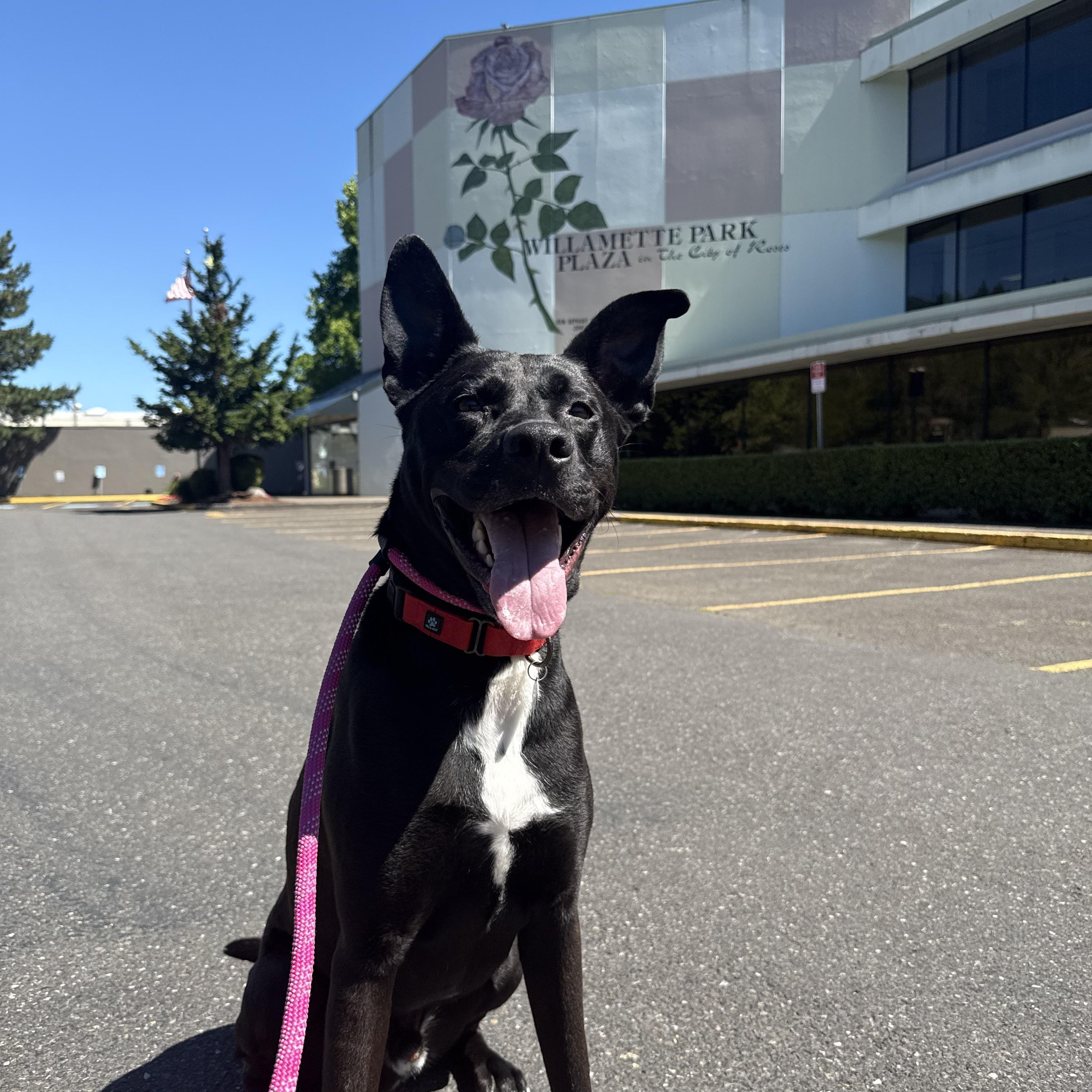Buddy, an adoptable Mixed Breed in Portland, OR, 97239 | Photo Image 5