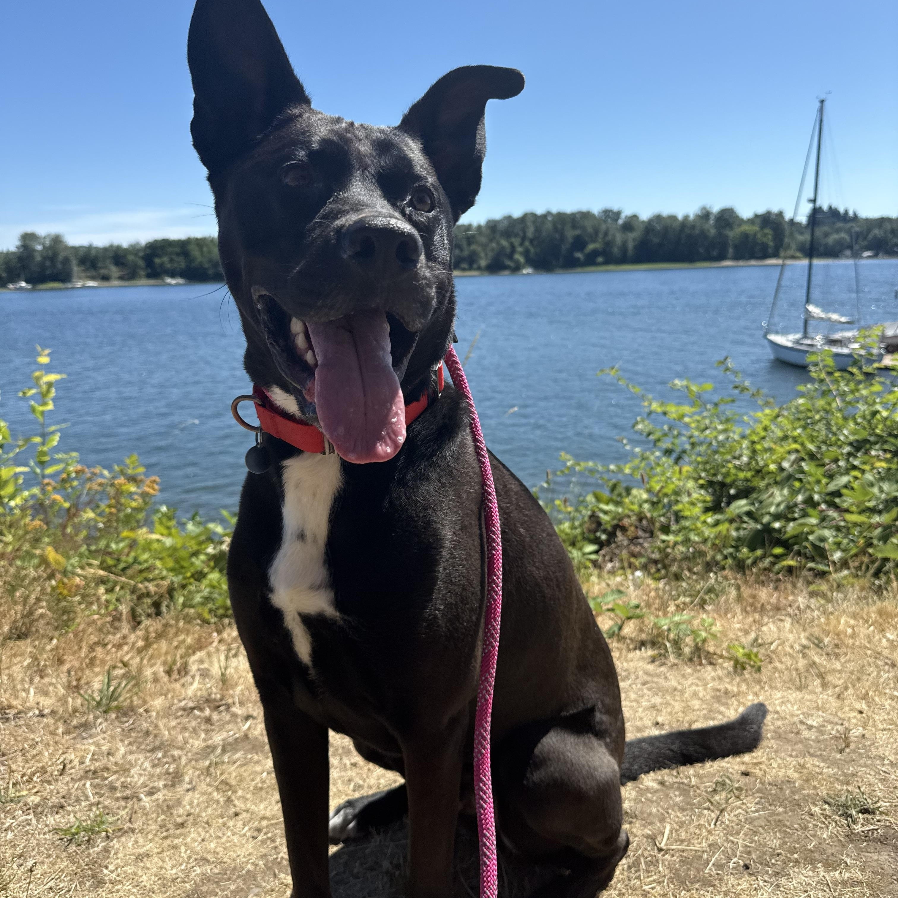 Buddy, an adoptable Mixed Breed in Portland, OR, 97239 | Photo Image 1