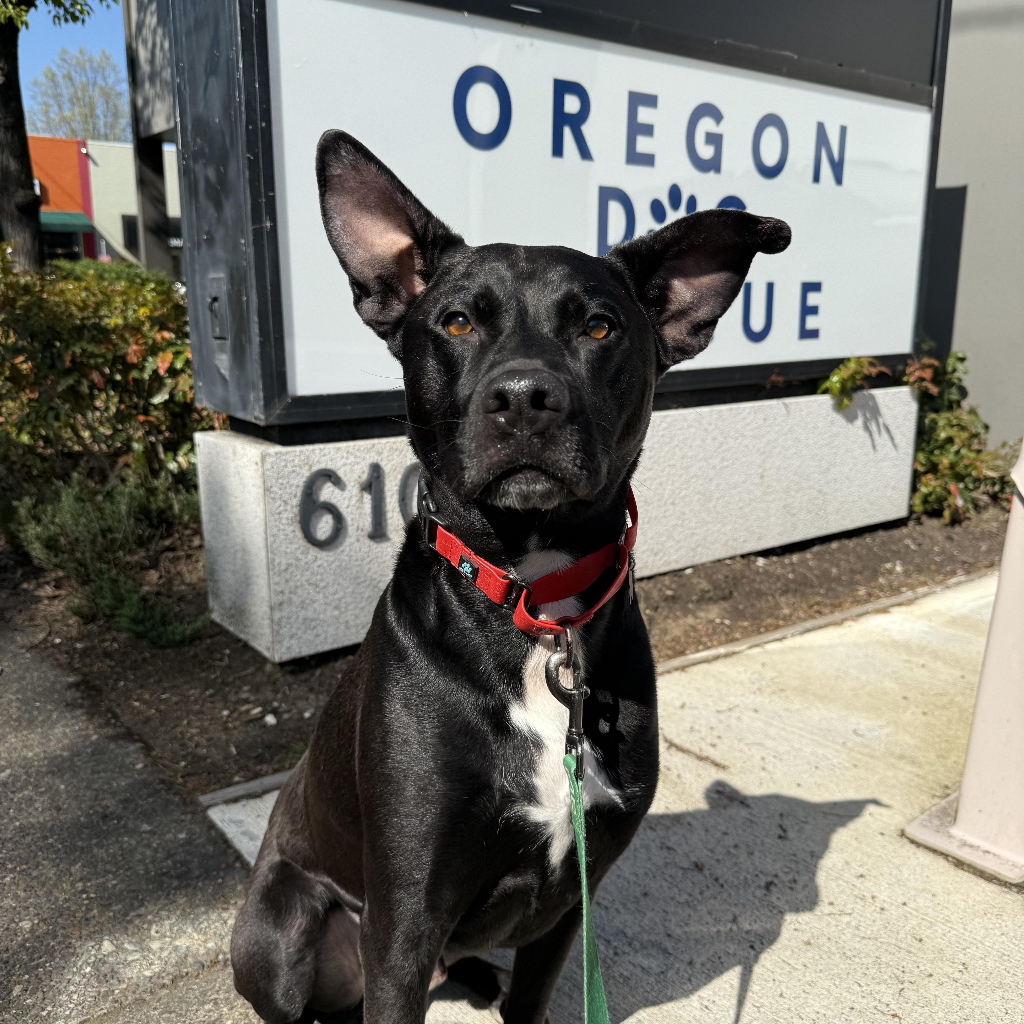 Enlarge Buddy, a Adoptable mixed breed in Portland, OR image 2/6