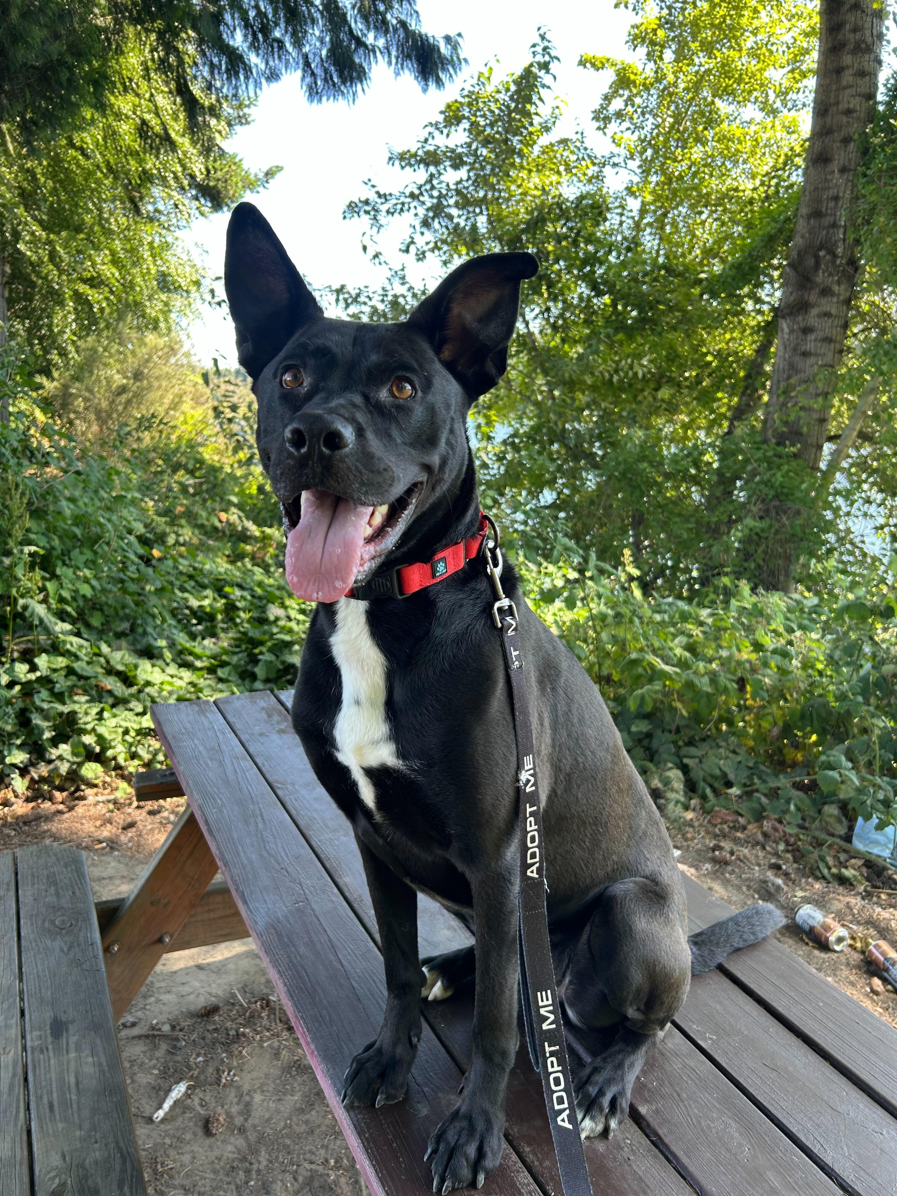 Enlarge Buddy, a Adoptable mixed breed in Portland, OR image 1/6