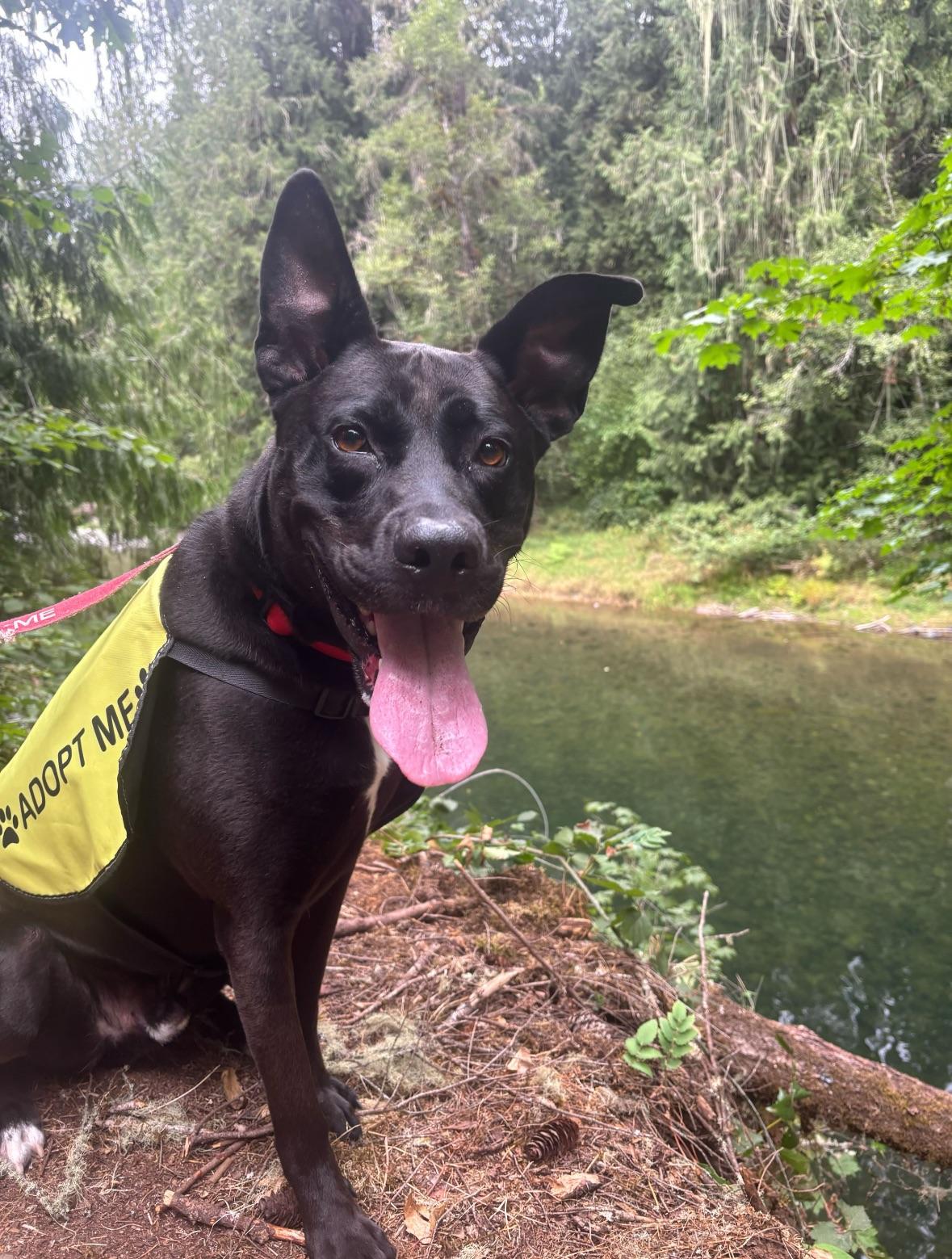 Enlarge Buddy, a Adoptable mixed breed in Portland, OR image 5/6