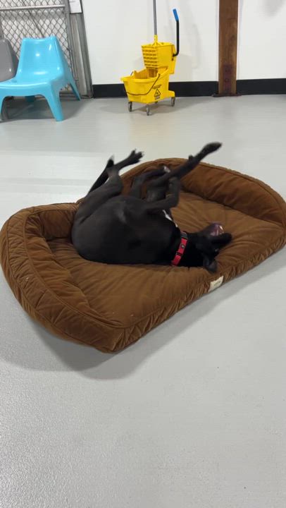 Enlarge Buddy, a Adoptable mixed breed in Portland, OR video 6/6