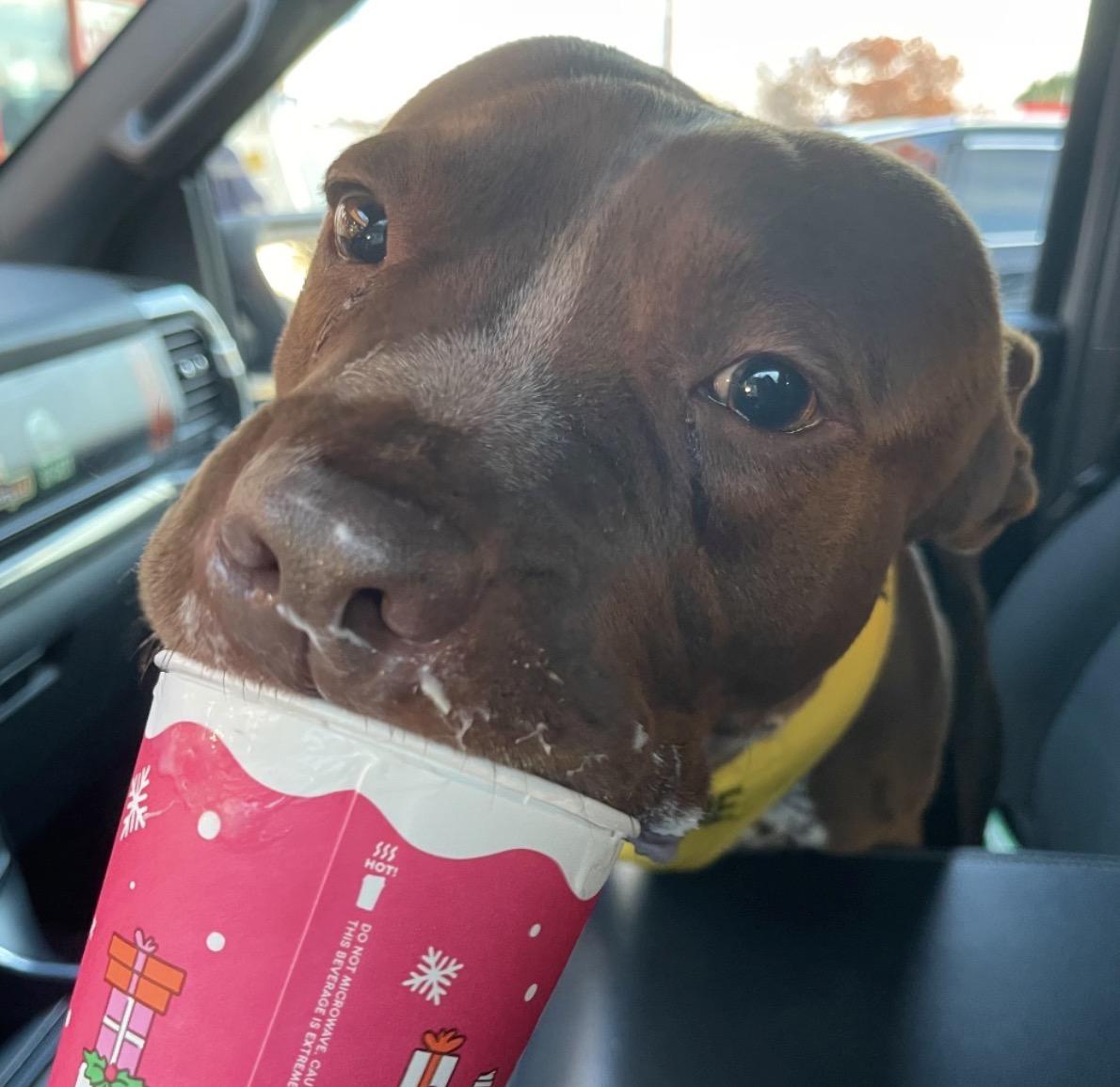 Enlarge Marco, a Adoptable mixed breed in Medford, NJ image 2/3