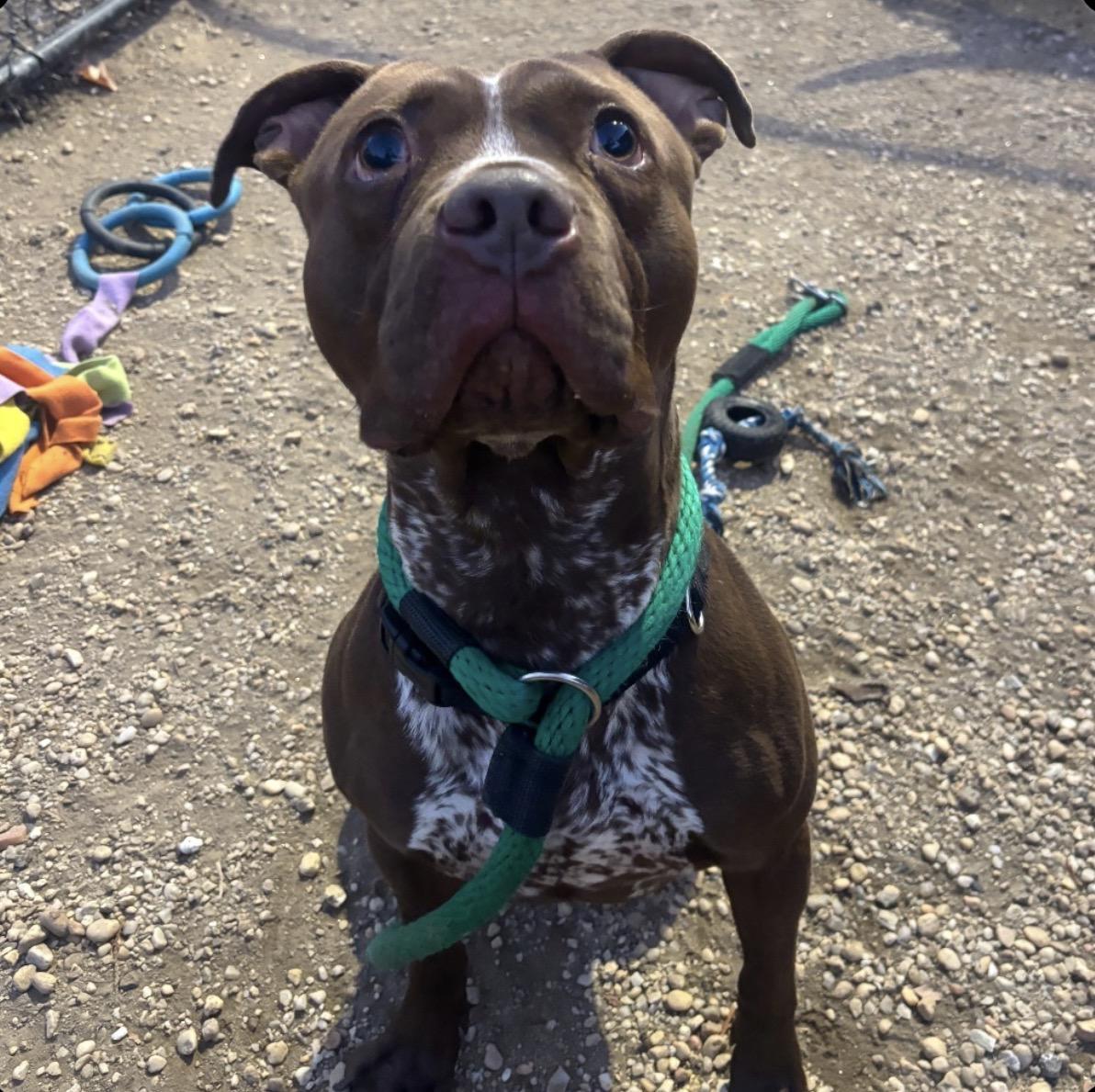 Enlarge Marco, a Adoptable mixed breed in Medford, NJ image 1/3