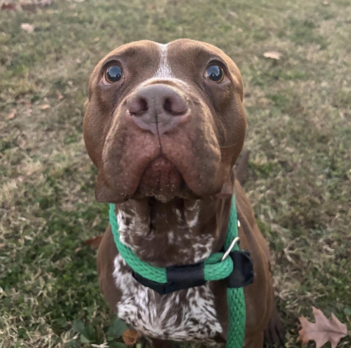 Enlarge Marco, a Adoptable mixed breed in Medford, NJ image 3/3