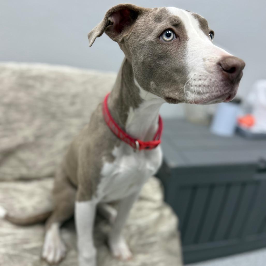 Enlarge Madeline, a ADOPTABLE Mixed Breed in Monticello, IA image 2/6