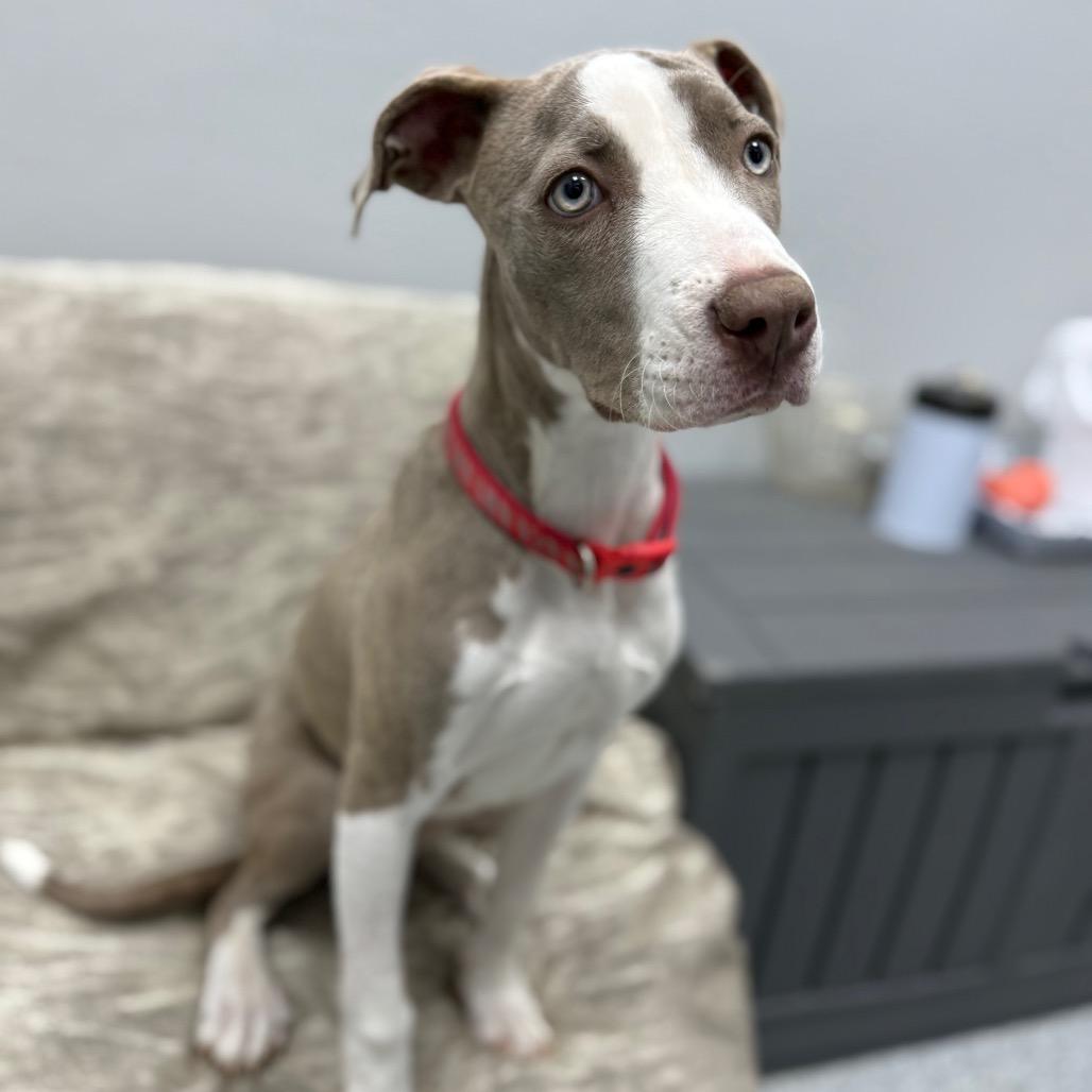 Madeline, ADOPTABLE, Young Female Mixed Breed.