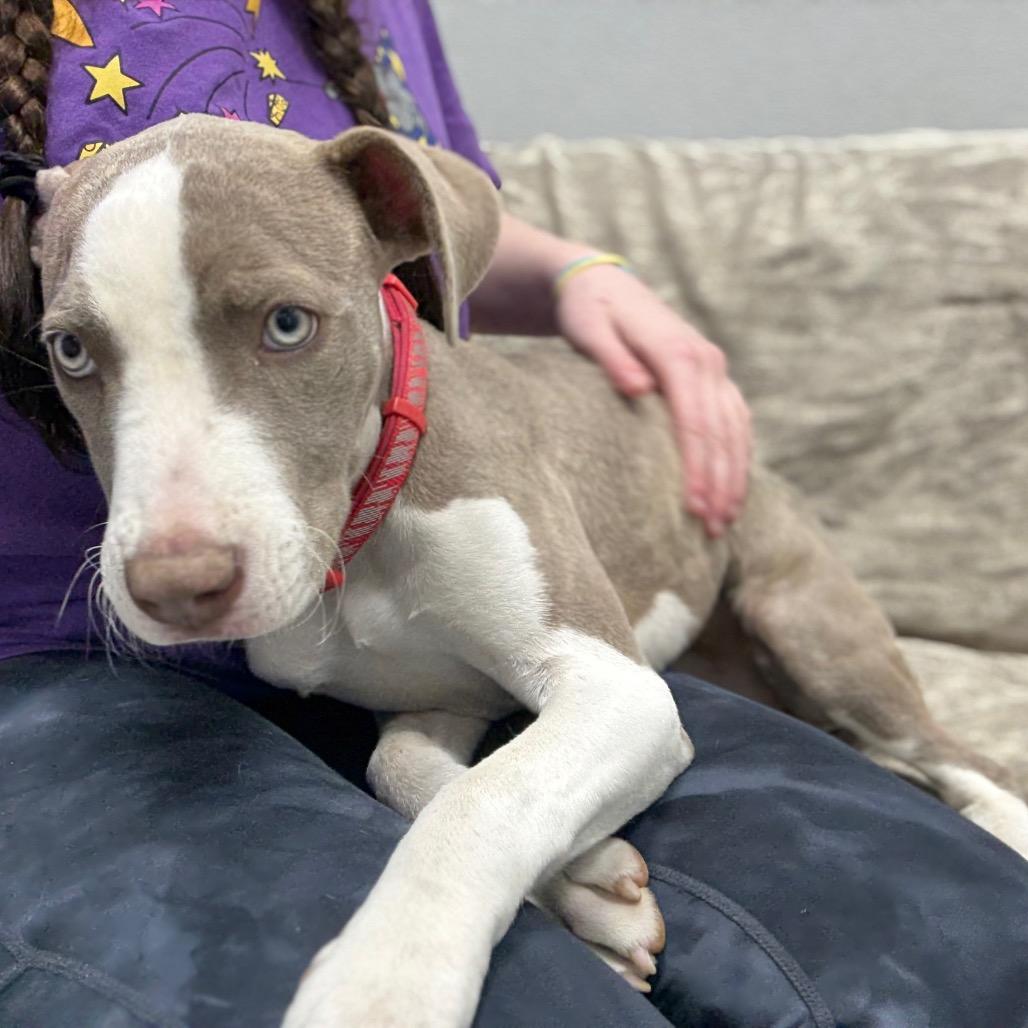 Enlarge Madeline, a ADOPTABLE Mixed Breed in Monticello, IA image 3/6