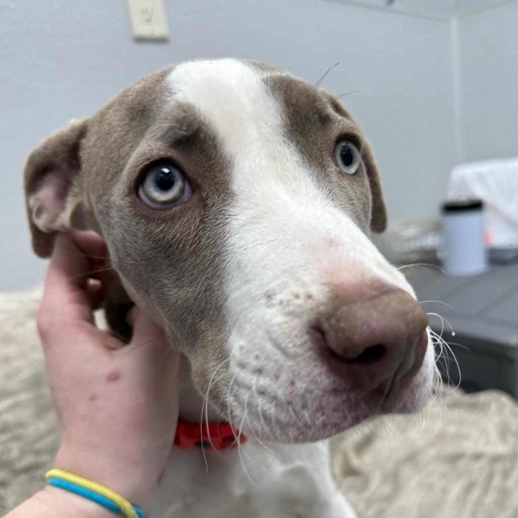 Enlarge Madeline, a ADOPTABLE Mixed Breed in Monticello, IA image 4/6