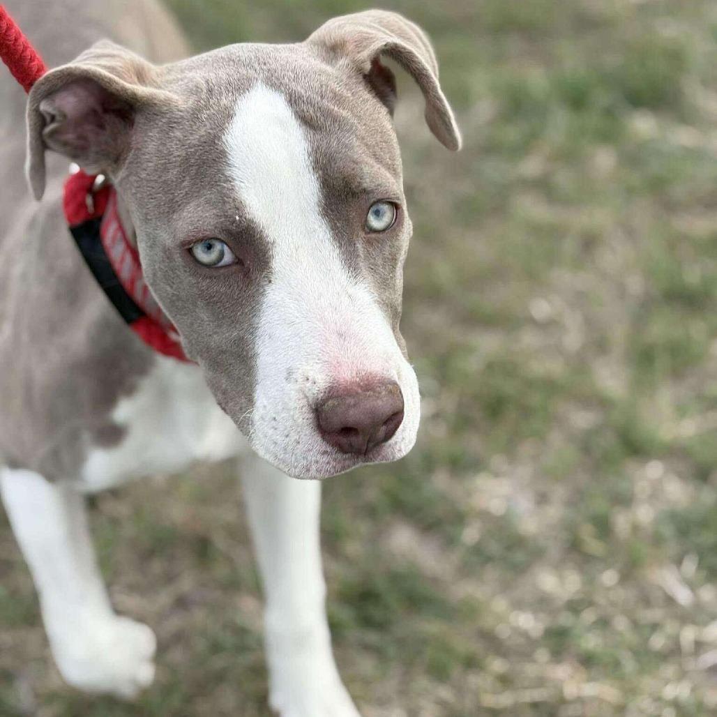 Enlarge Madeline, a ADOPTABLE Mixed Breed in Monticello, IA image 5/6