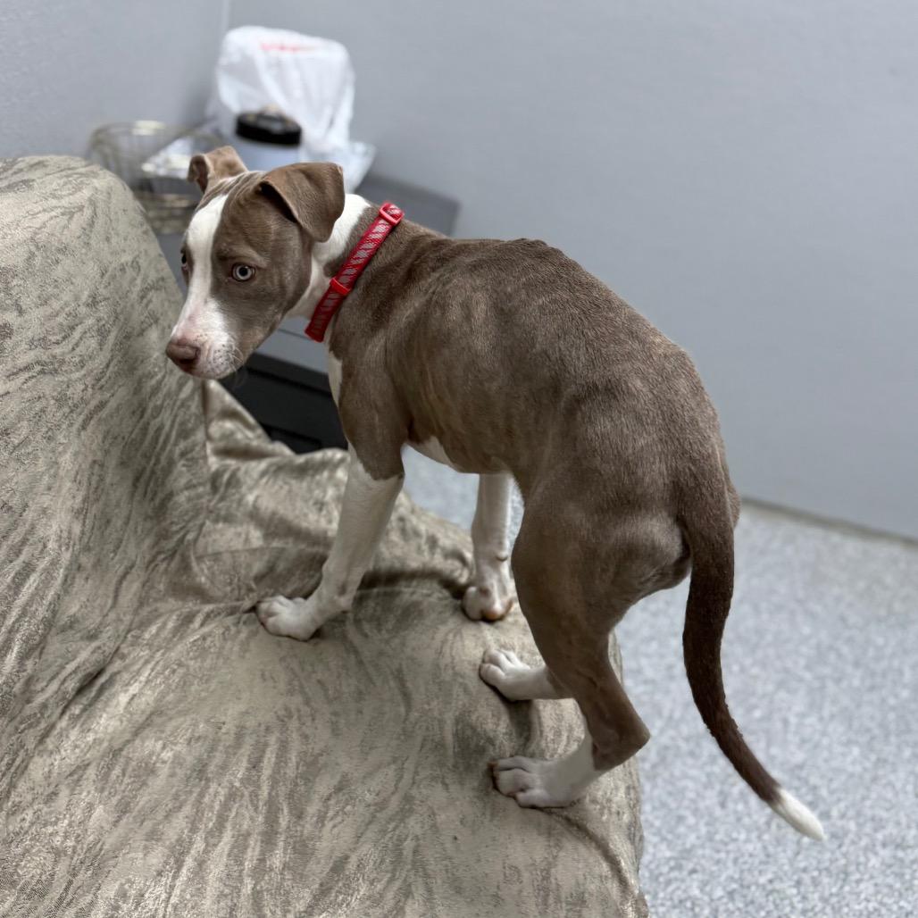 Enlarge Madeline, a ADOPTABLE Mixed Breed in Monticello, IA image 6/6