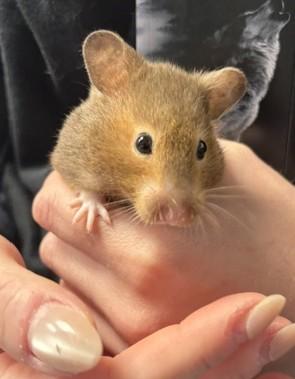 Winnie, Adoptable, Adult Female Hamster.