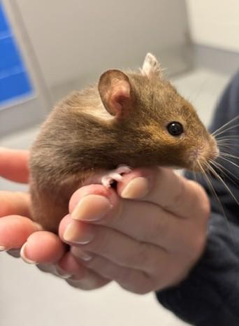 Enlarge Winnie, a Adoptable Hamster in Mississauga, ON image 3/4