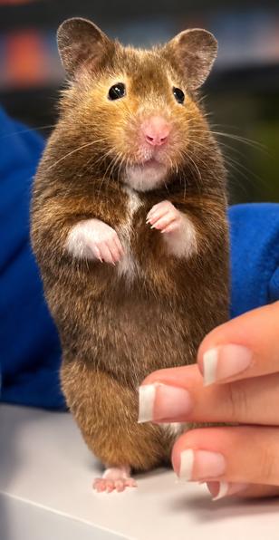 Enlarge Winnie, a Adoptable Hamster in Mississauga, ON image 2/4