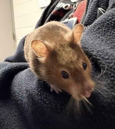 Enlarge Winnie, a Adoptable Hamster in Mississauga, ON image 4/4