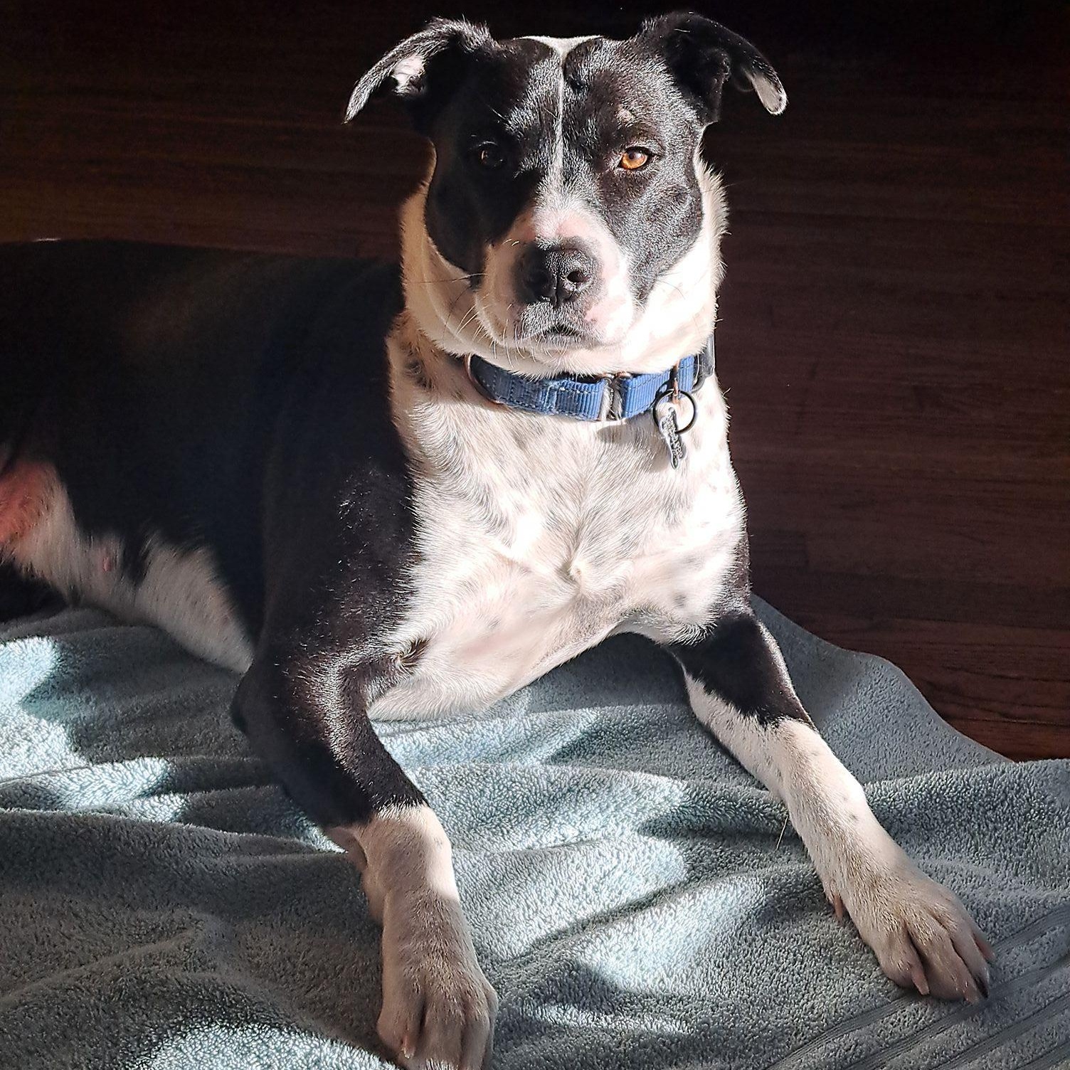 Mama Bluey, a Adoptable Mixed Breed in Racine, WI image 5/6