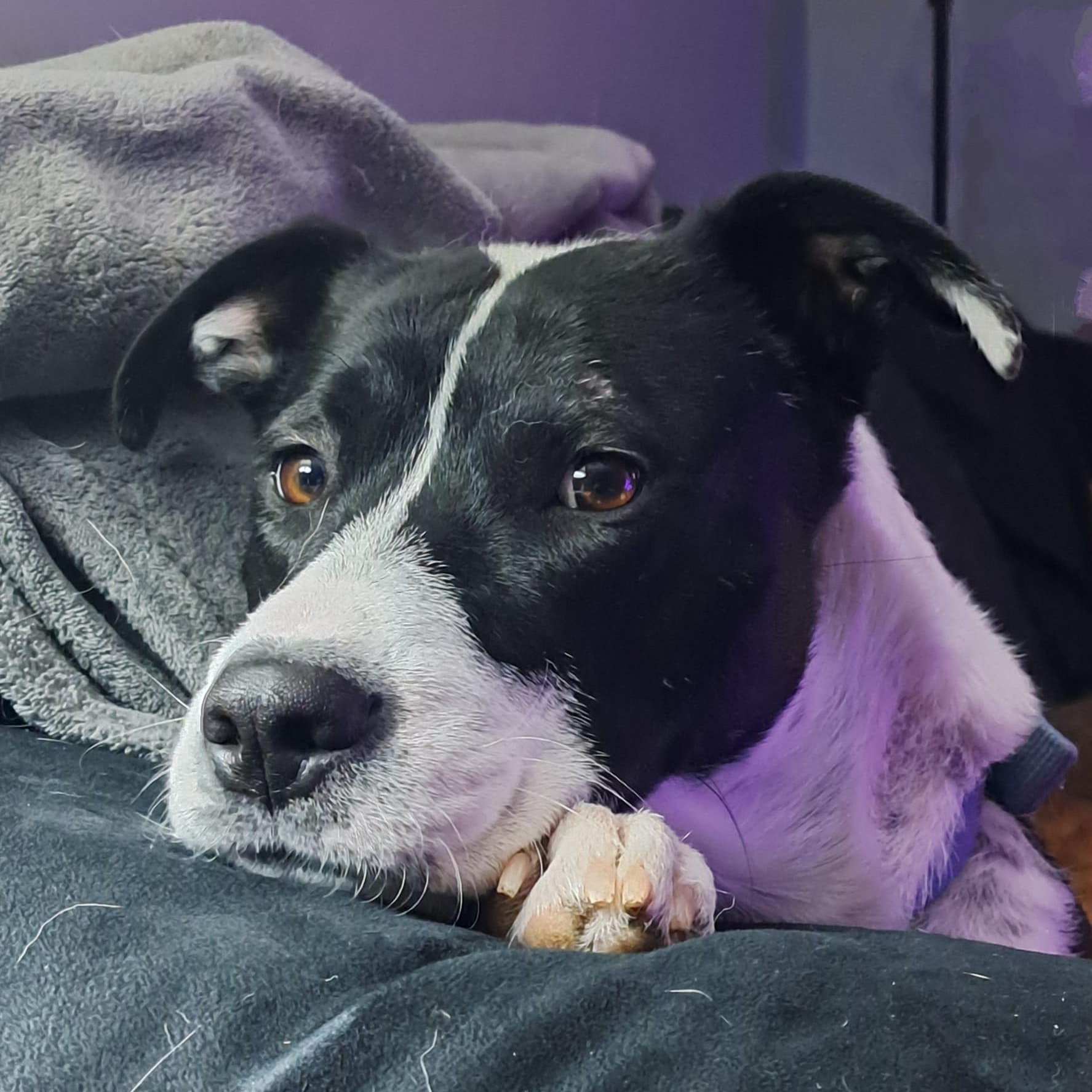 Enlarge Mama Bluey, a Adoptable Mixed Breed in Racine, WI image 1/3