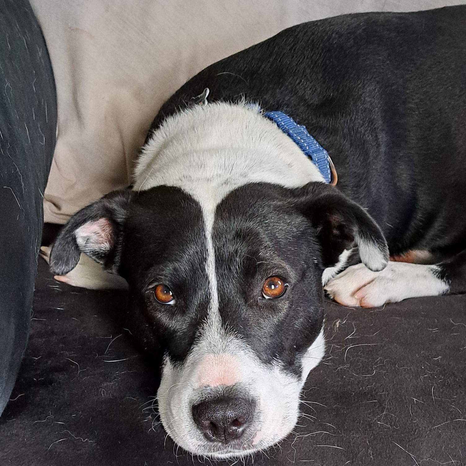 Mama Bluey, a Adoptable Mixed Breed in Racine, WI image 6/6