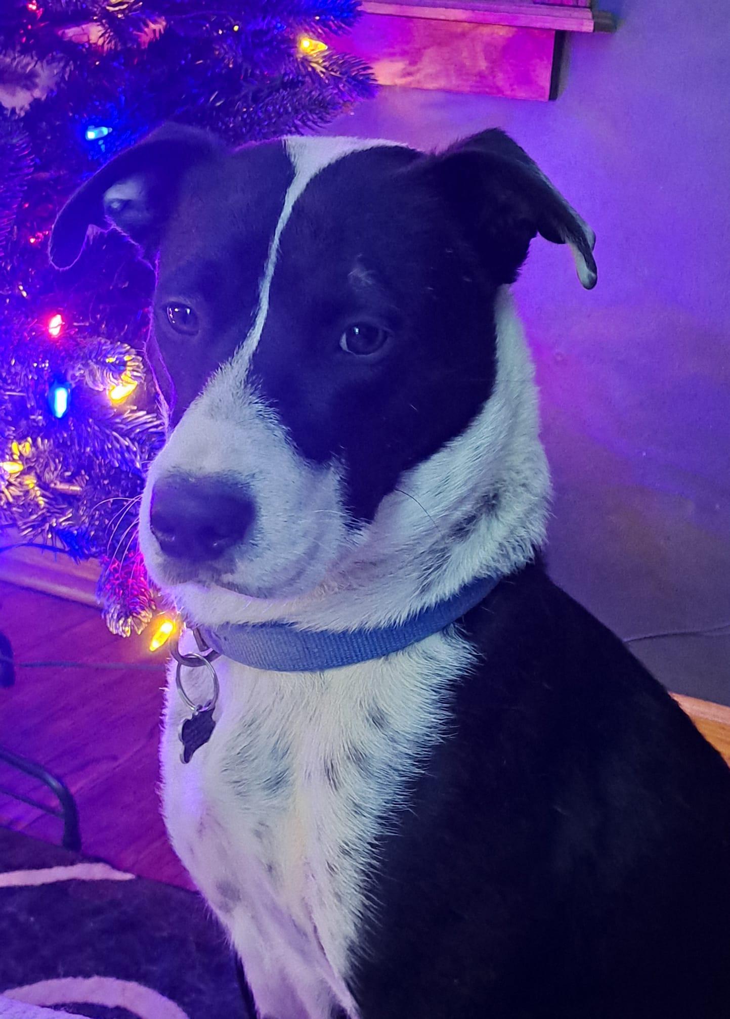 Enlarge Mama Bluey, a Adoptable Mixed Breed in Racine, WI image 2/3