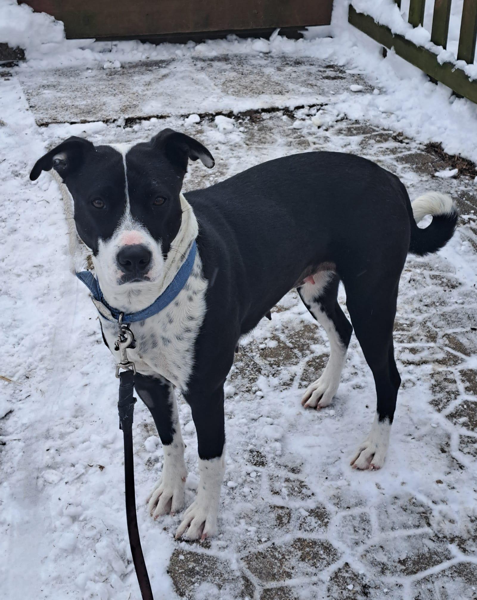 Enlarge Mama Bluey, a Adoptable Mixed Breed in Racine, WI image 3/3