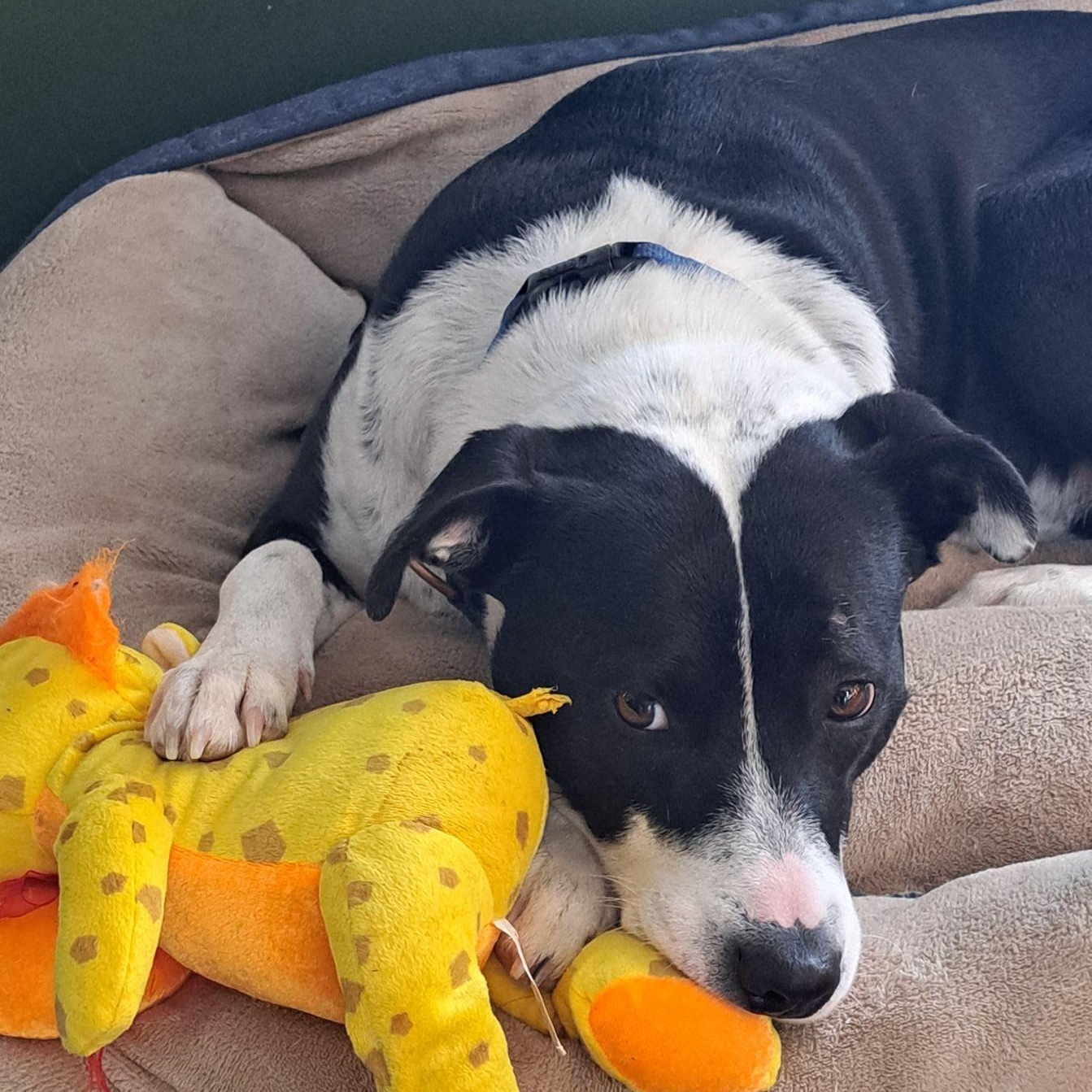 Mama Bluey, a Adoptable Mixed Breed in Racine, WI image 1/6