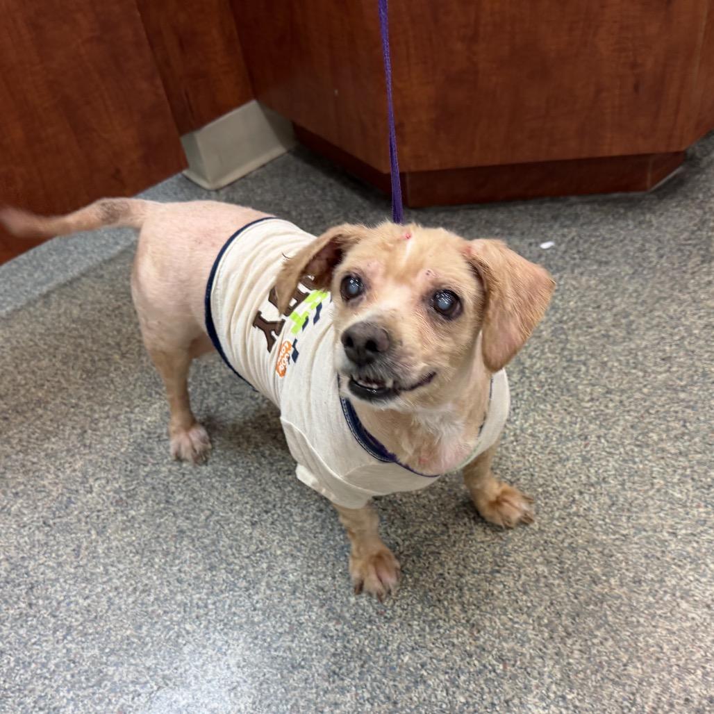 Enlarge Polly, a Adoptable mixed breed in Farmersville, OH image 1/4