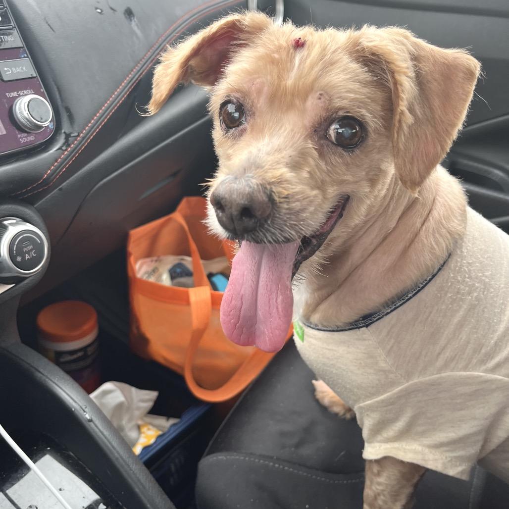 Enlarge Polly, a Adoptable mixed breed in Farmersville, OH image 2/4