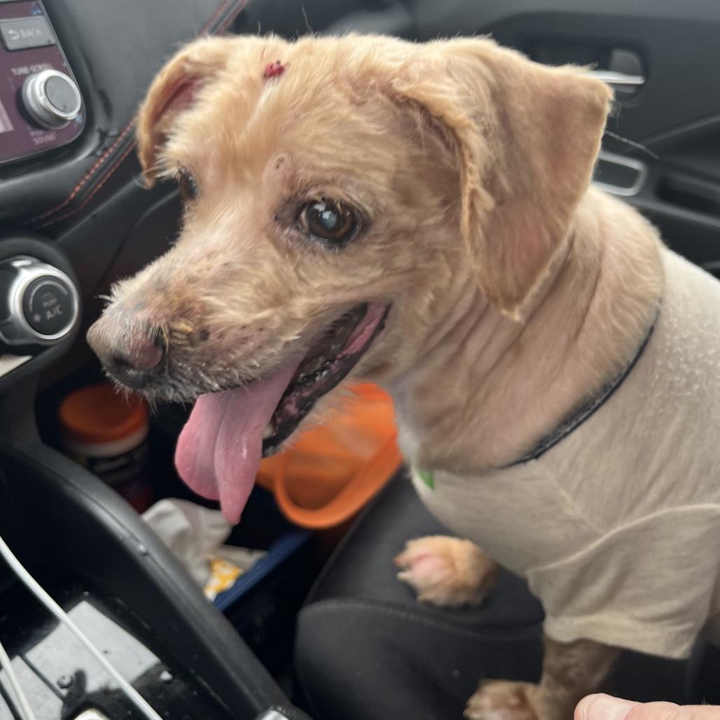 Enlarge Polly, a Adoptable mixed breed in Farmersville, OH image 4/4