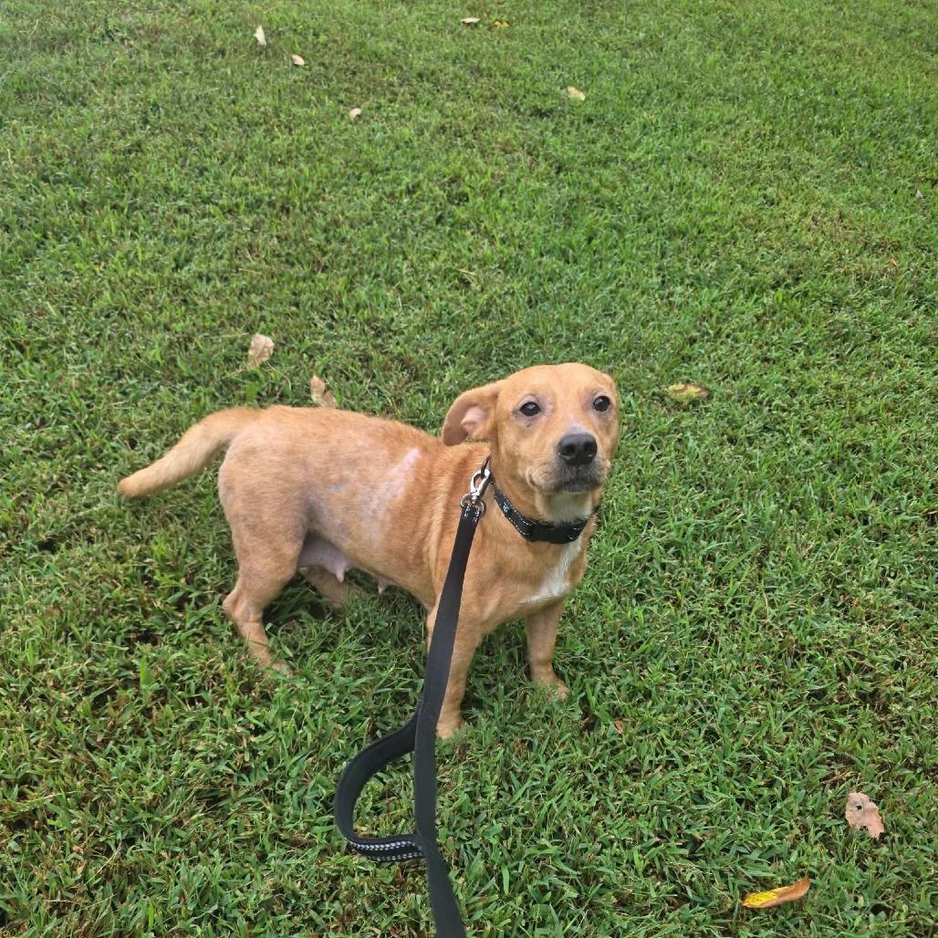 Enlarge Cassatt, a Adoptable Mixed Breed in Jackson, MO image 1/3