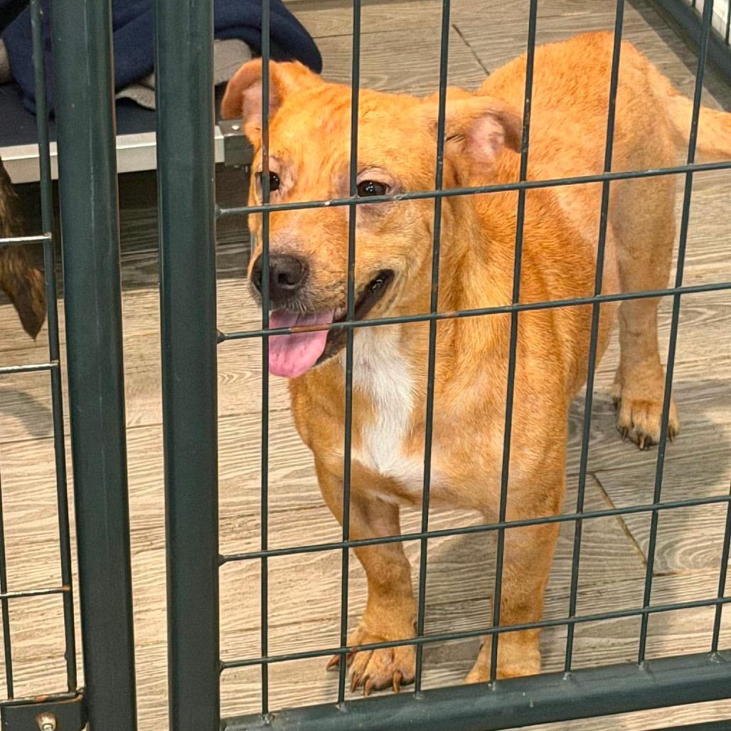 Enlarge Cassatt, a Adoptable Mixed Breed in Jackson, MO image 2/3