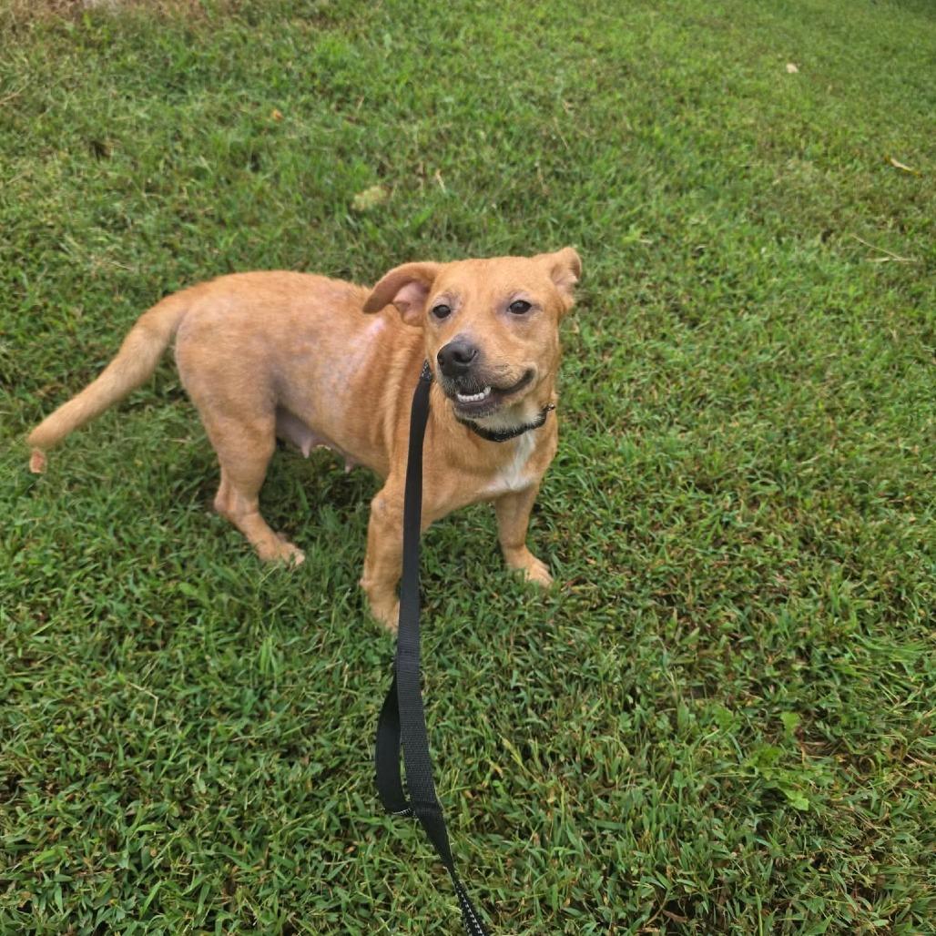 Enlarge Cassatt, a Adoptable Mixed Breed in Jackson, MO image 3/3