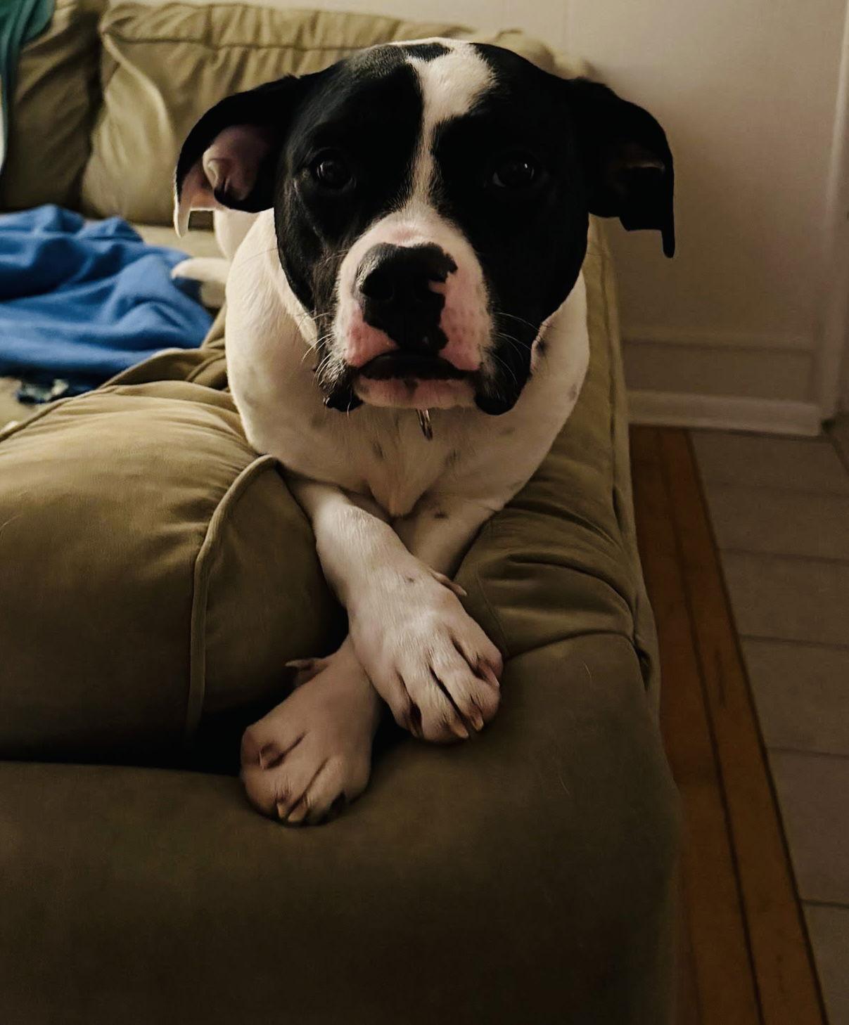 Enlarge Dottie, a Adoptable mixed breed in Blaine, MN image 1/3