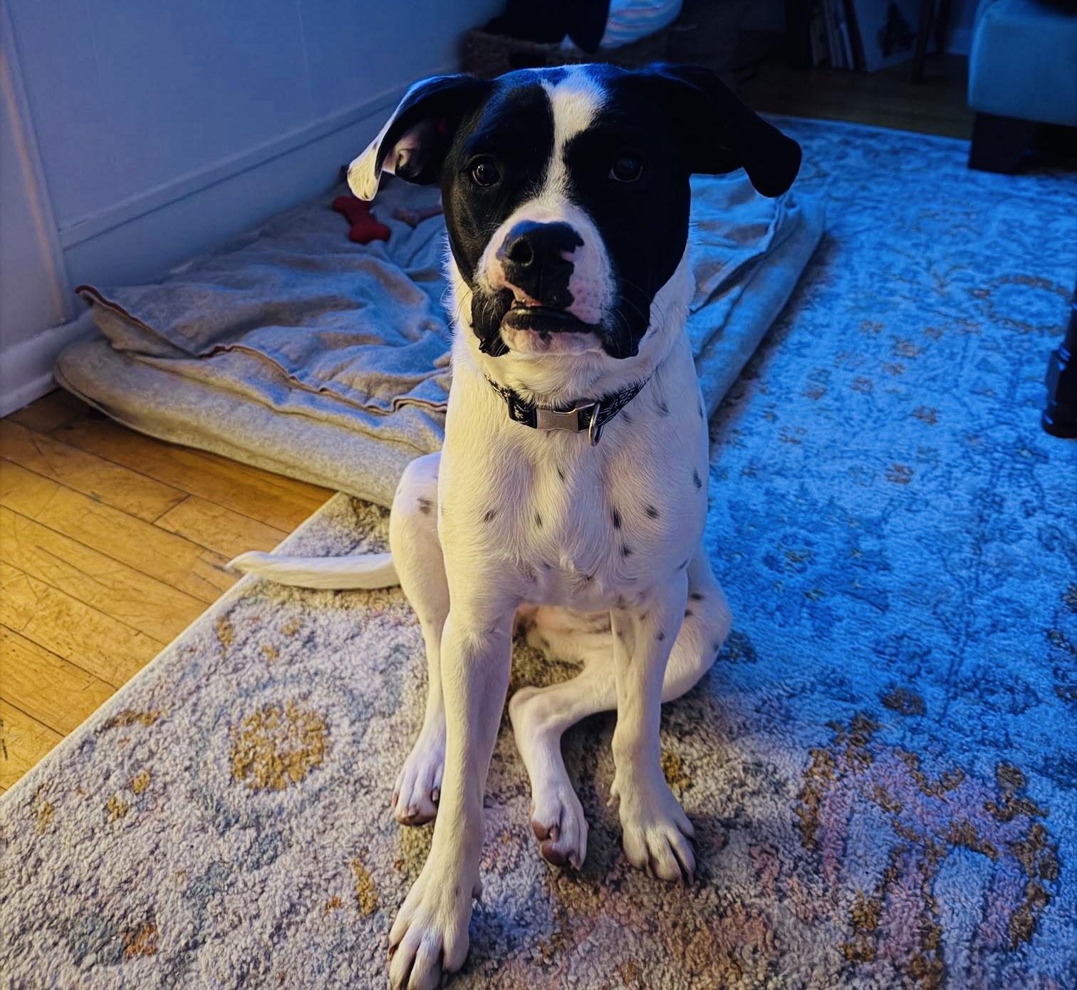 Enlarge Dottie, a Adoptable mixed breed in Blaine, MN image 2/3