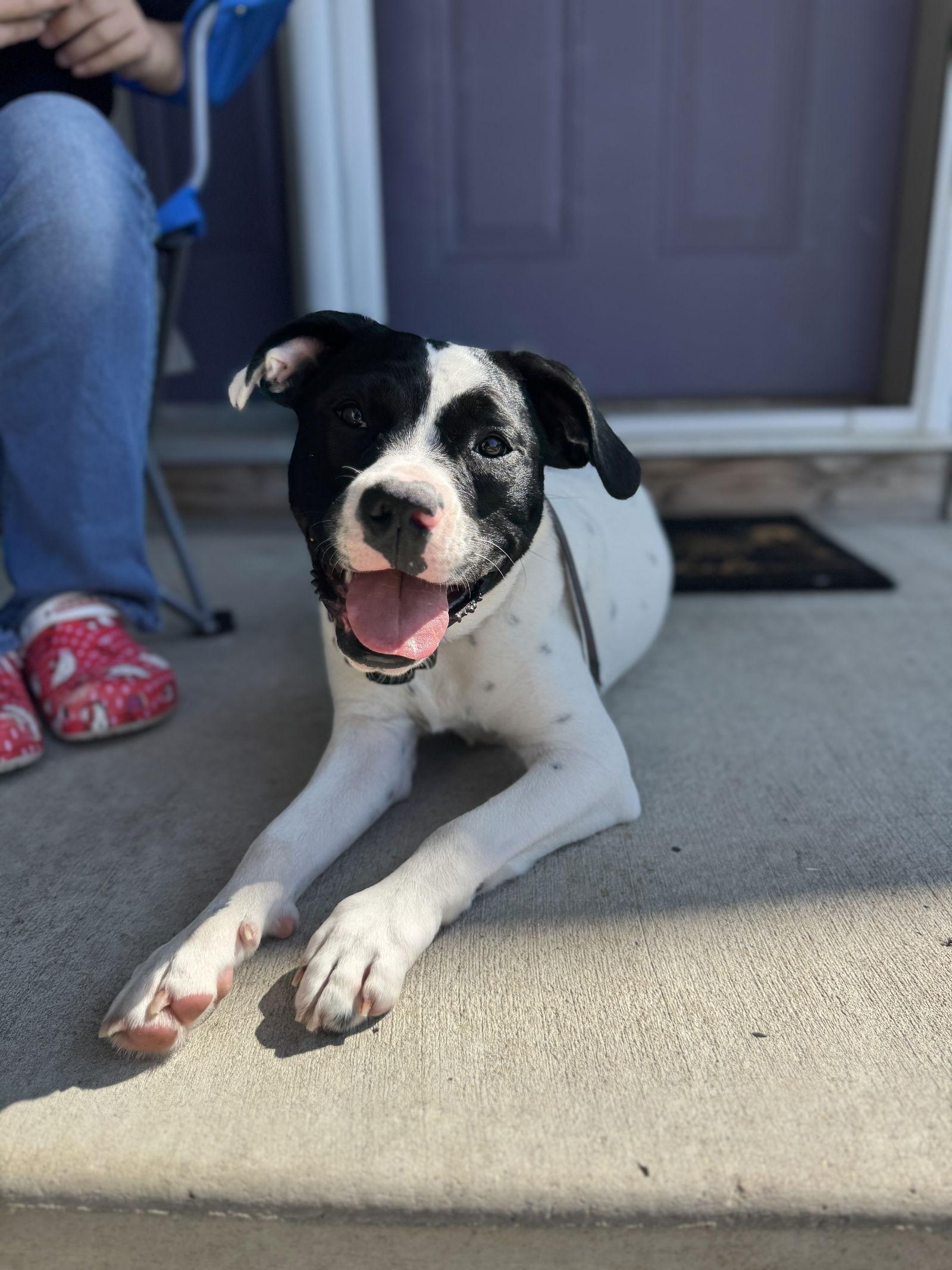Enlarge Dottie, a Adoptable mixed breed in Blaine, MN image 3/3